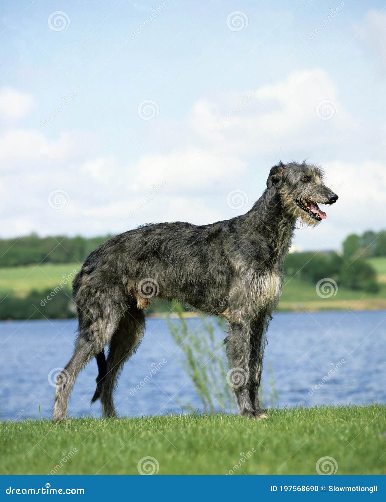 Шотландская собака Deerhound мужская около озера Стоковое Фото -  изображение насчитывающей волк, собака: 197568690