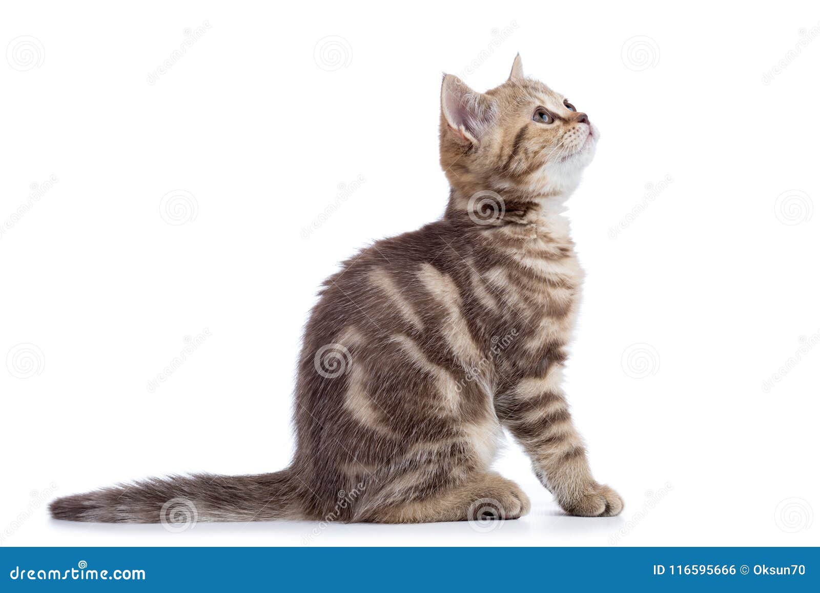 Кот сбоку
