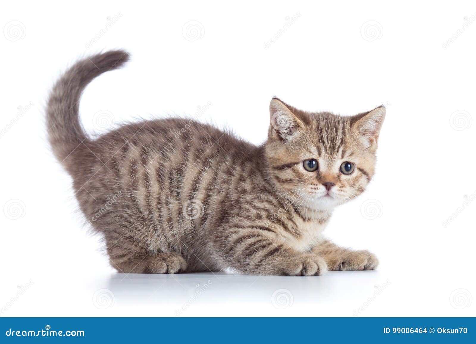 Котенок сбоку