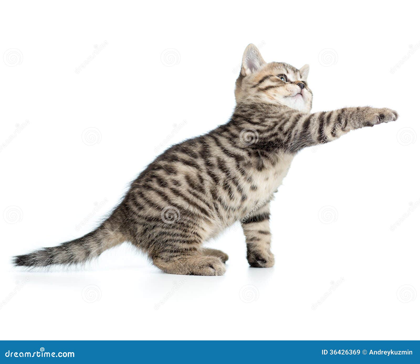 Котик тянется лапкой