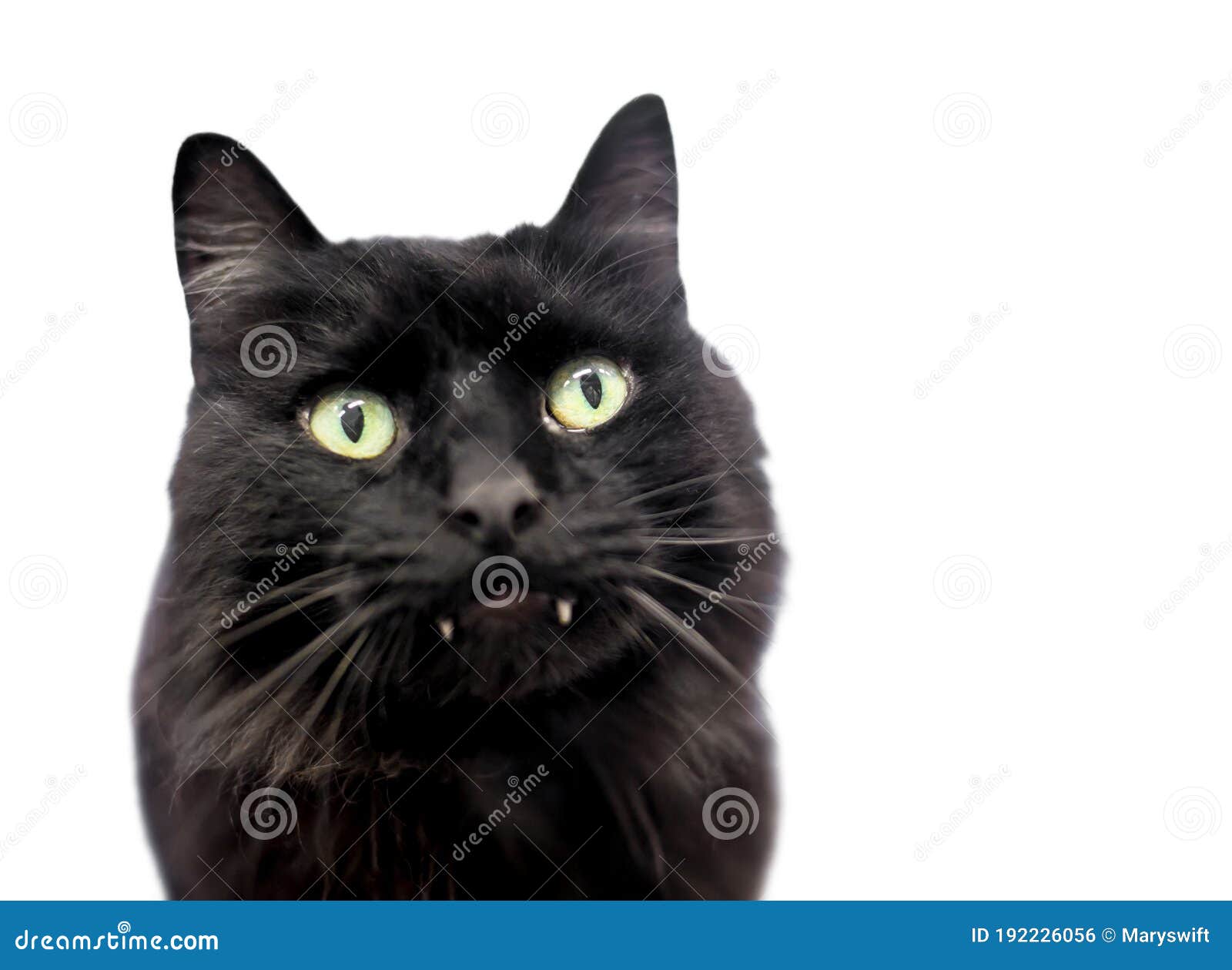 Шубе черный кот с длинными клыками торчащими из его рта Стоковое Фото -  изображение насчитывающей кошачий, любимчик: 192226056