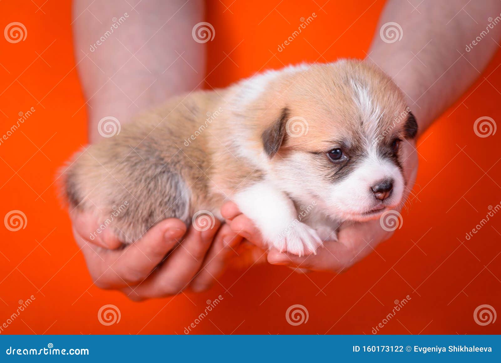 Щенки корги 1 месяц