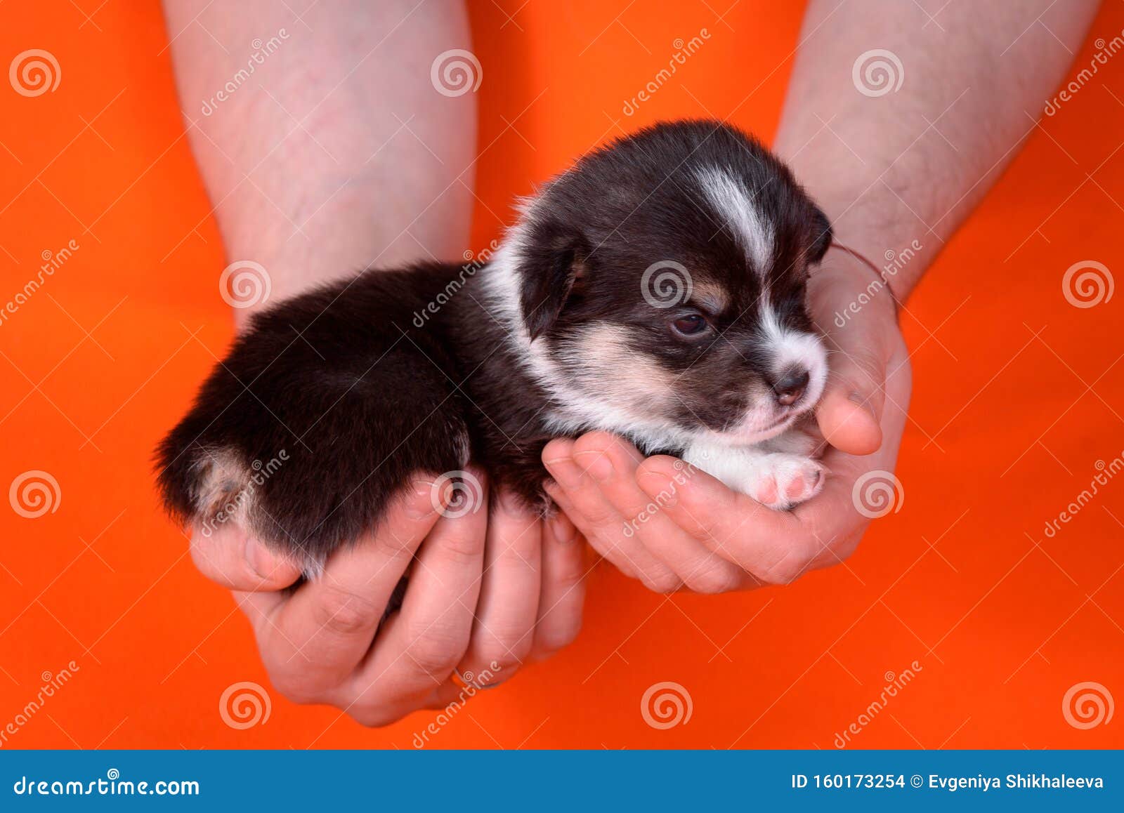 Щенки корги 1 месяц