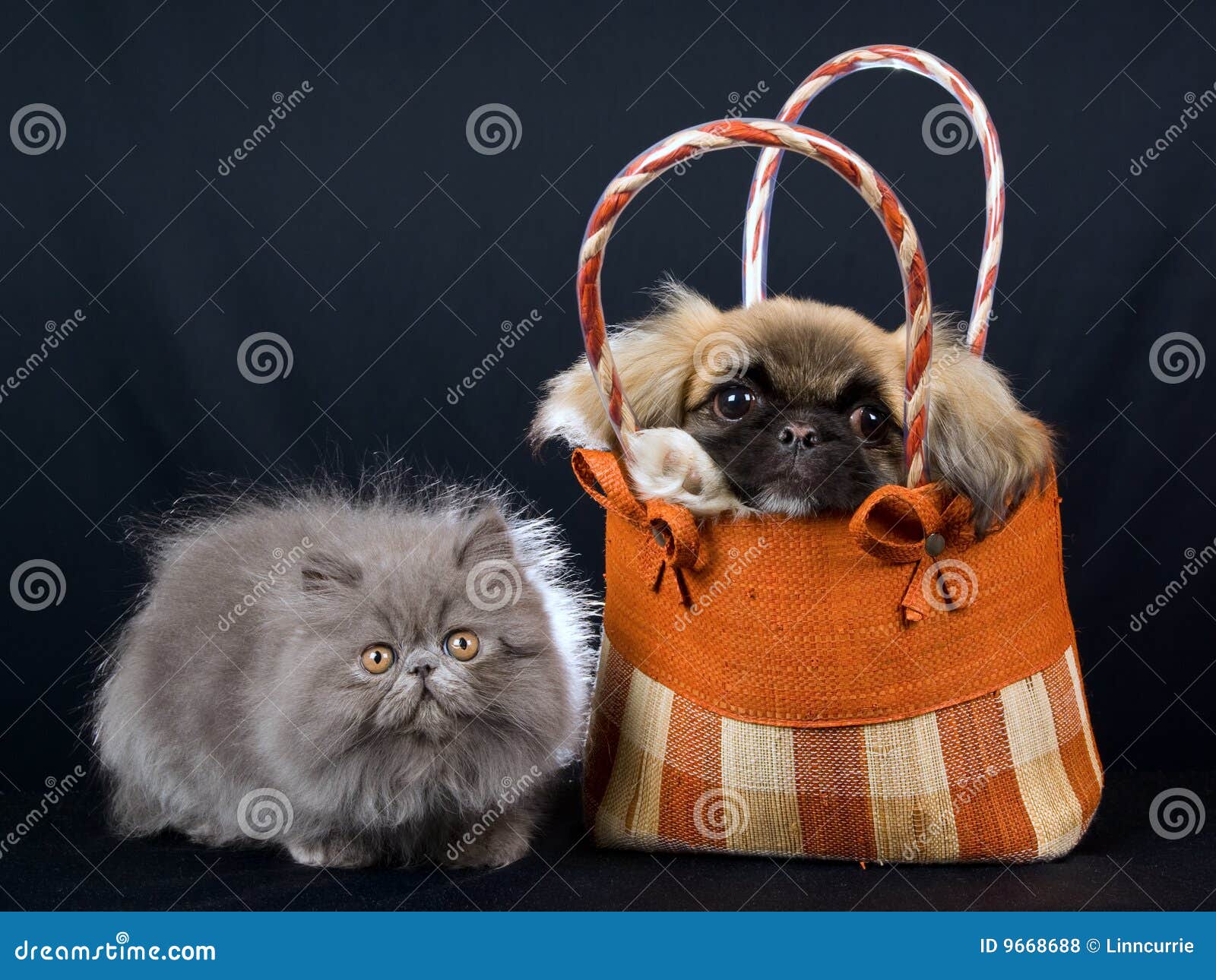 Кот пекинес
