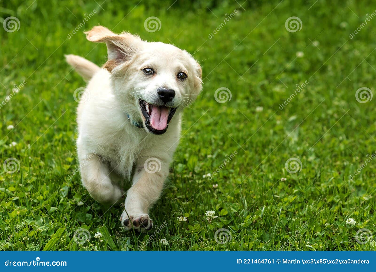 щенок маленькой белой собаки бежит с высунутым языком. счастливая собака.  лабрадорская скрещивание. радость Стоковое Изображение - изображение  насчитывающей собач, жизнерадостно: 221464761