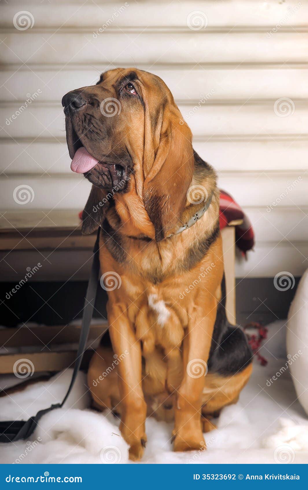 Щенок Bloodhound стоковое фото. изображение насчитывающей собака - 35323692