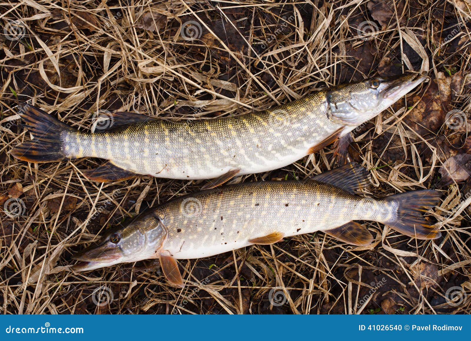 2 Щуки Стоковое Фото. Изображение Насчитывающей Горизонтально.