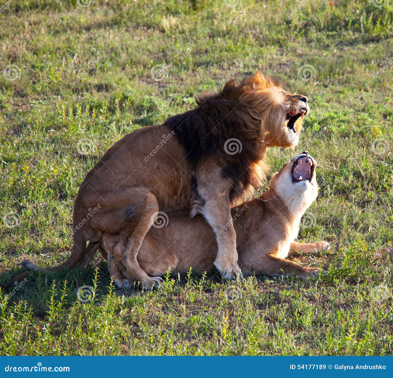 Как понравиться льву. Беременные львицы и Лев.