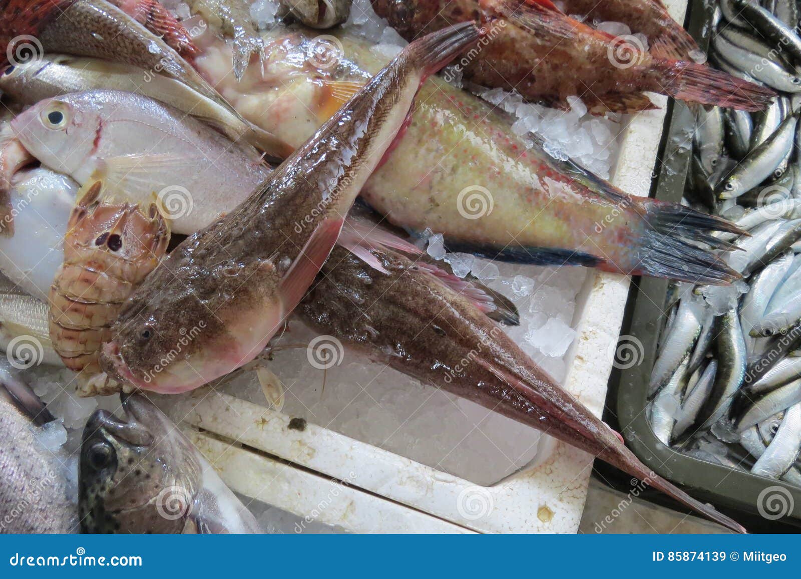 Рыбы адриатического моря