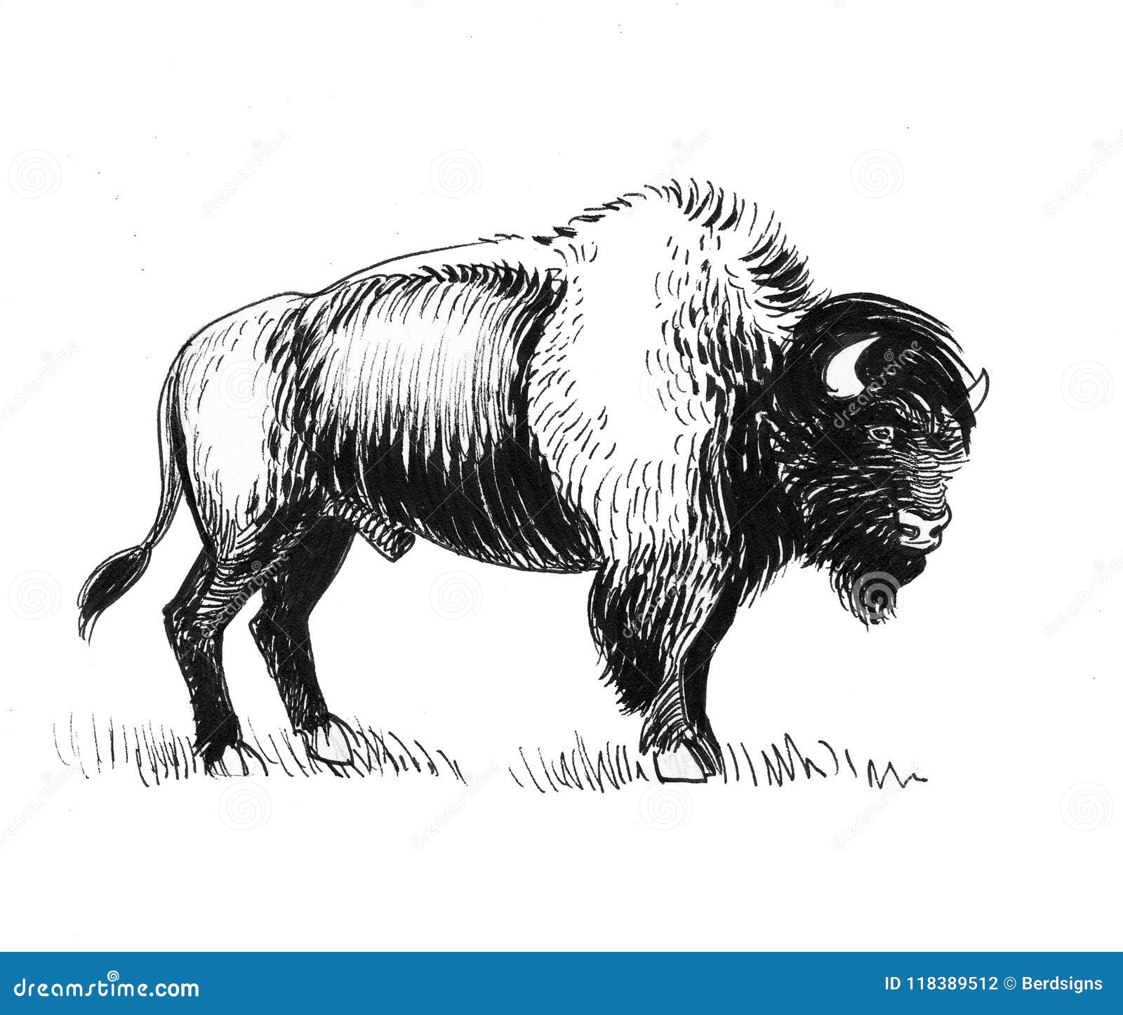 Какой тип питания характерен для бизона. Американский буйвол иллюстрации. Бизон силуэт. Нарисовать бизона. Бизон рисунок карандашом.