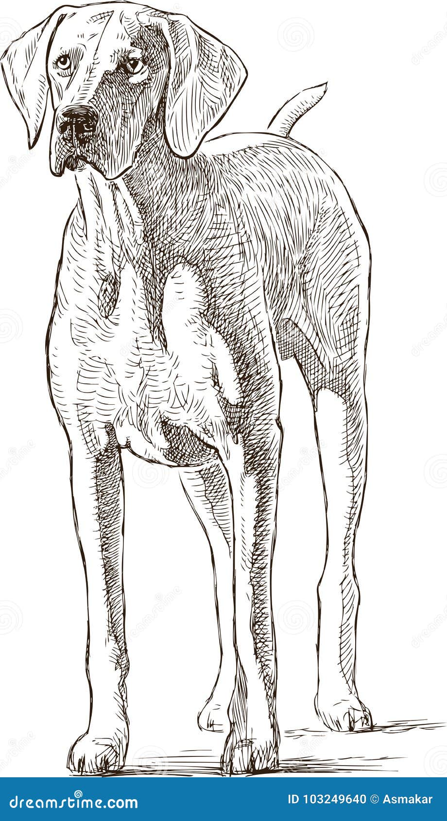Эскиз гончей собаки иллюстрация вектора. иллюстрации насчитывающей эскиз -  103249640