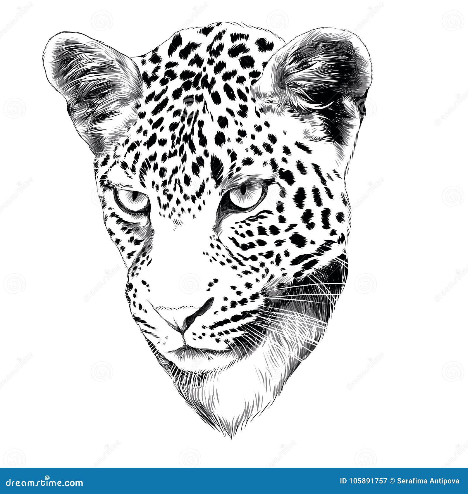 Эскиз леопарда головной, вектор Иллюстрация вектора - иллюстрации  насчитывающей одичало, рука: 105891757