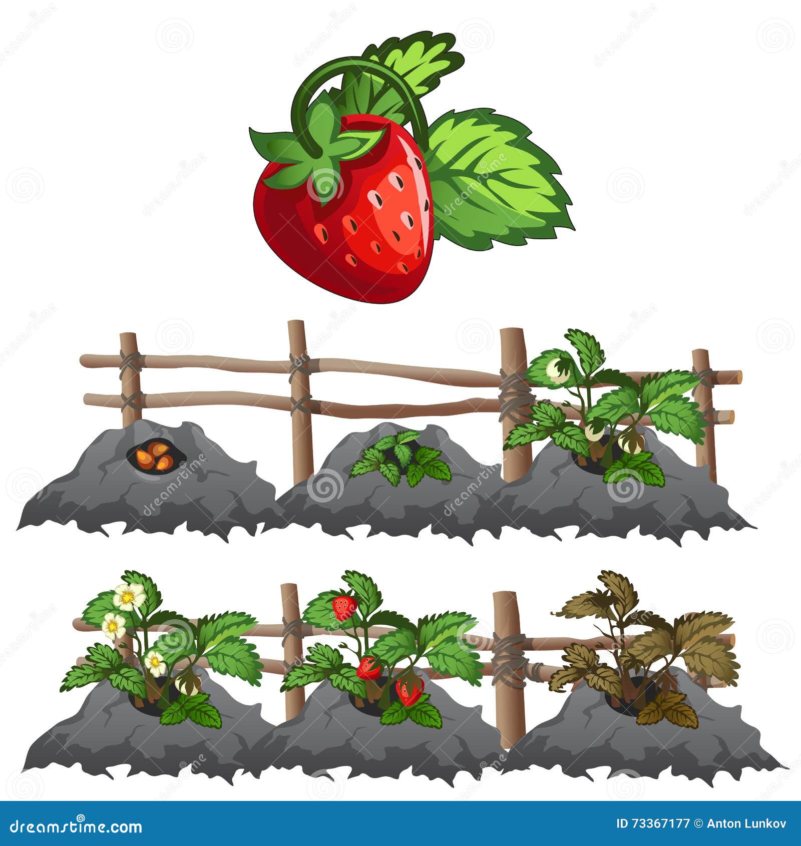 Нарисуем огород там растет два куста ягоды. Грядка клубники нарисовать. Ягоды в огороде. Клубника на грядке вектор. Дети с клубникой на огороде.