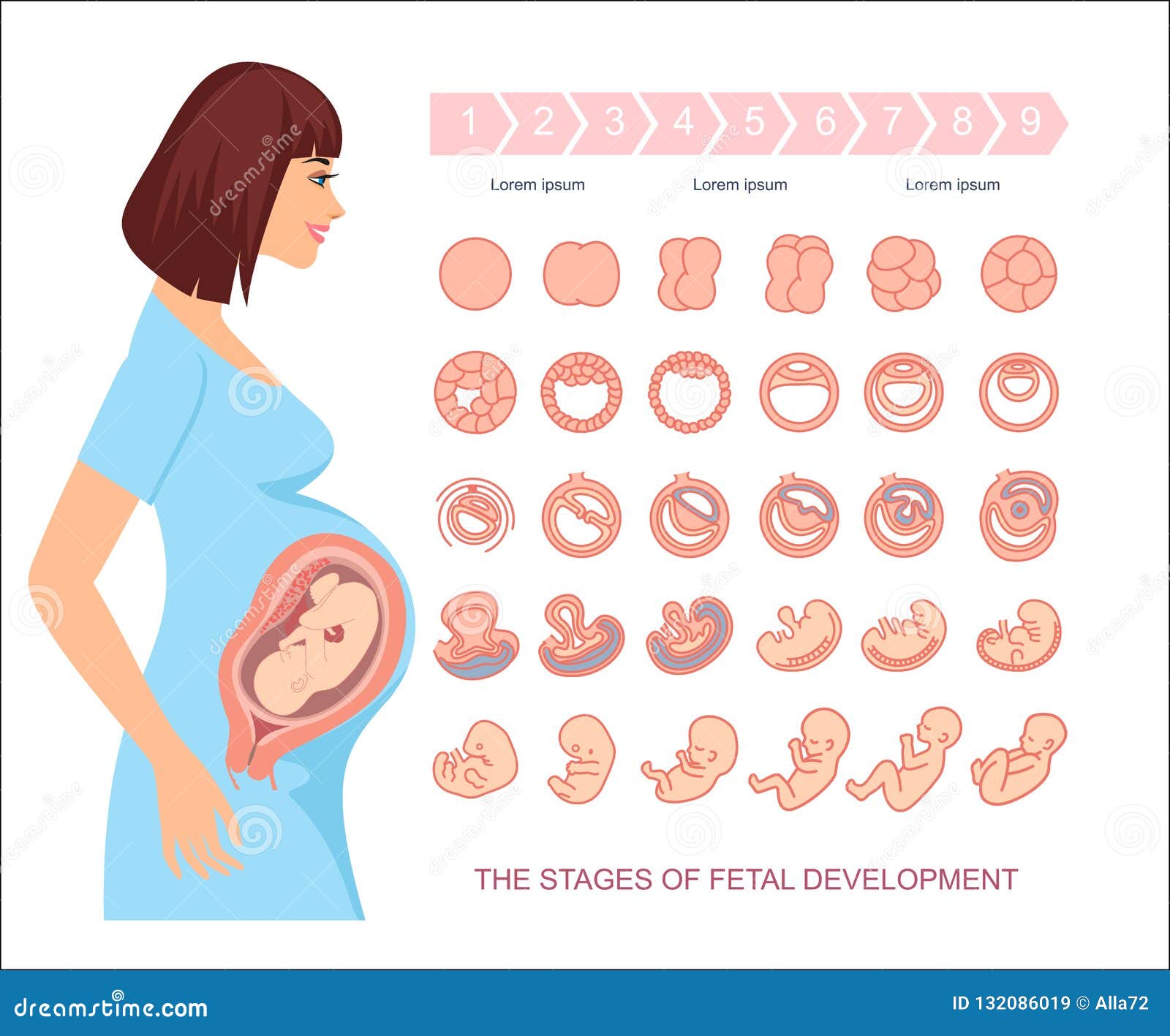 Стадии развития беременности