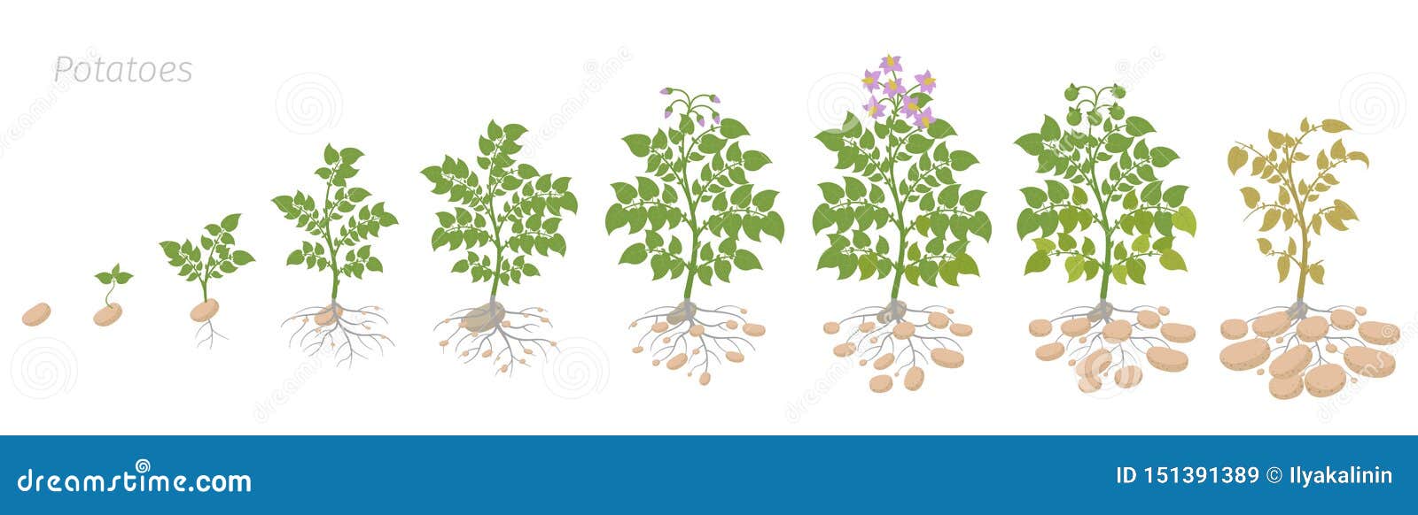 Сколько растет картофель. Цикл роста картофеля. Фазы вегетации картофеля. Фазы созревания картофеля. Этапы роста картофеля.