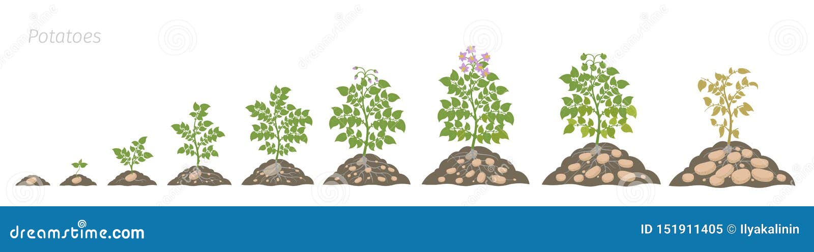 Сколько растет картофель. Этапы роста картофеля. Стадии роста картофеля. Этапы роста картофеля для детей. Фазы роста картошки.