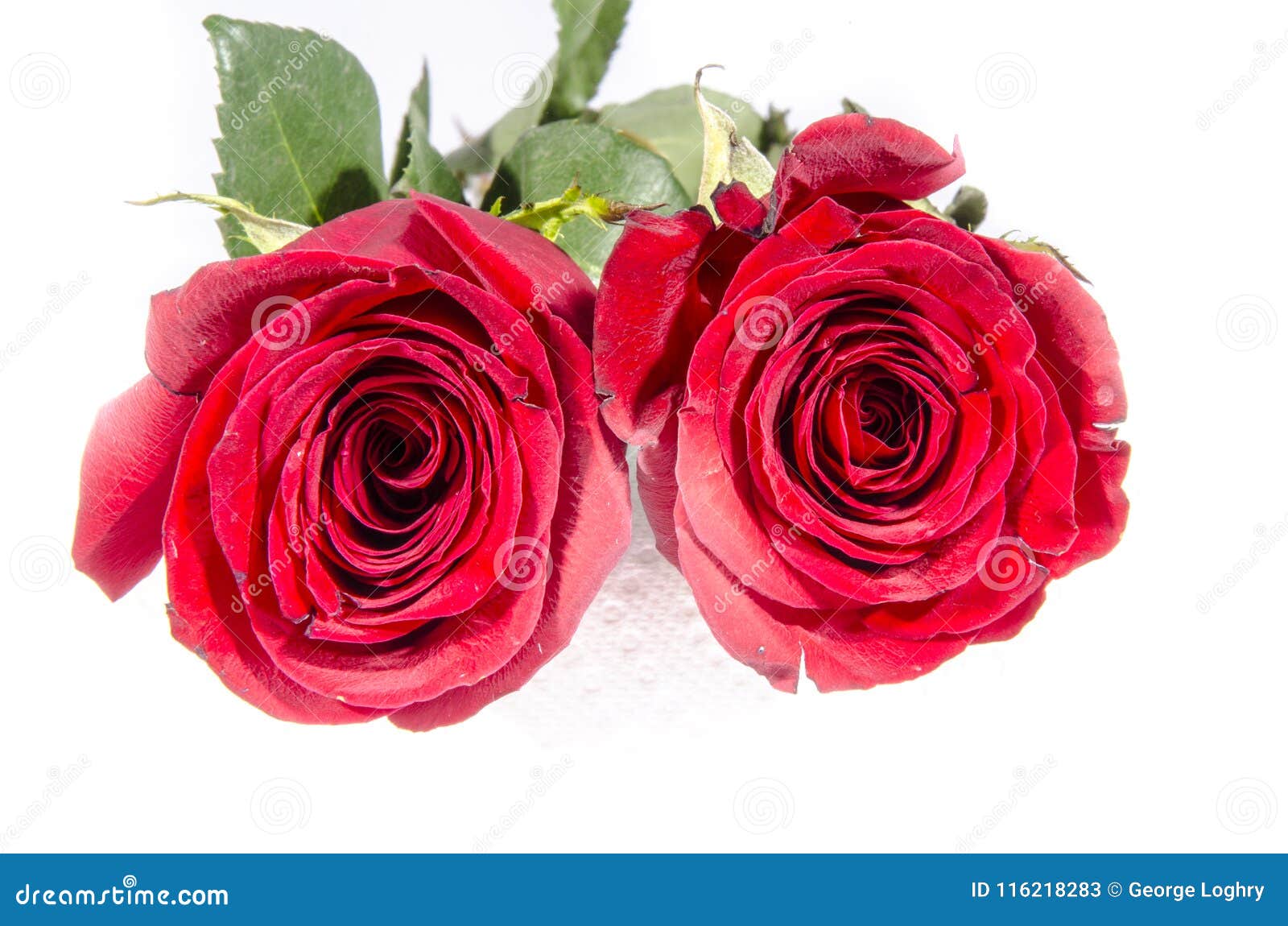 Это слишком красные розы раскрытые вверх Стоковое Изображение - изображение  насчитывающей цвести, слишком: 116218283