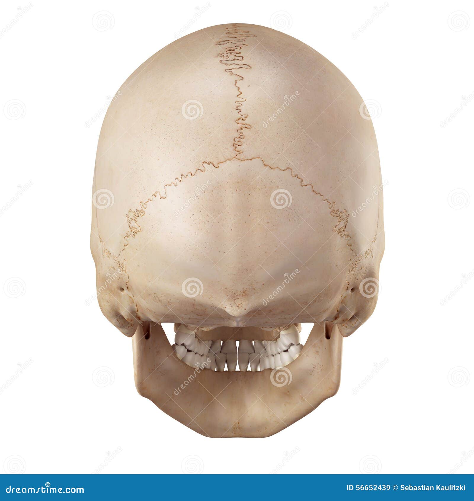 Задние кости черепа. Задняя часть черепа. Череп затылок анатомия.