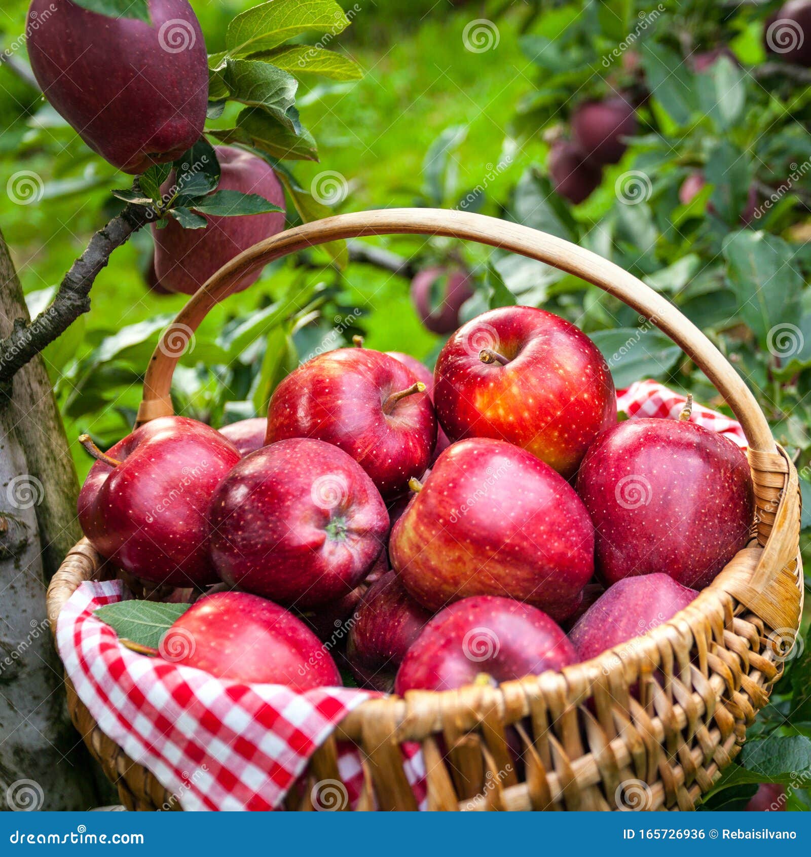 Яблоки Роял Гала Фото