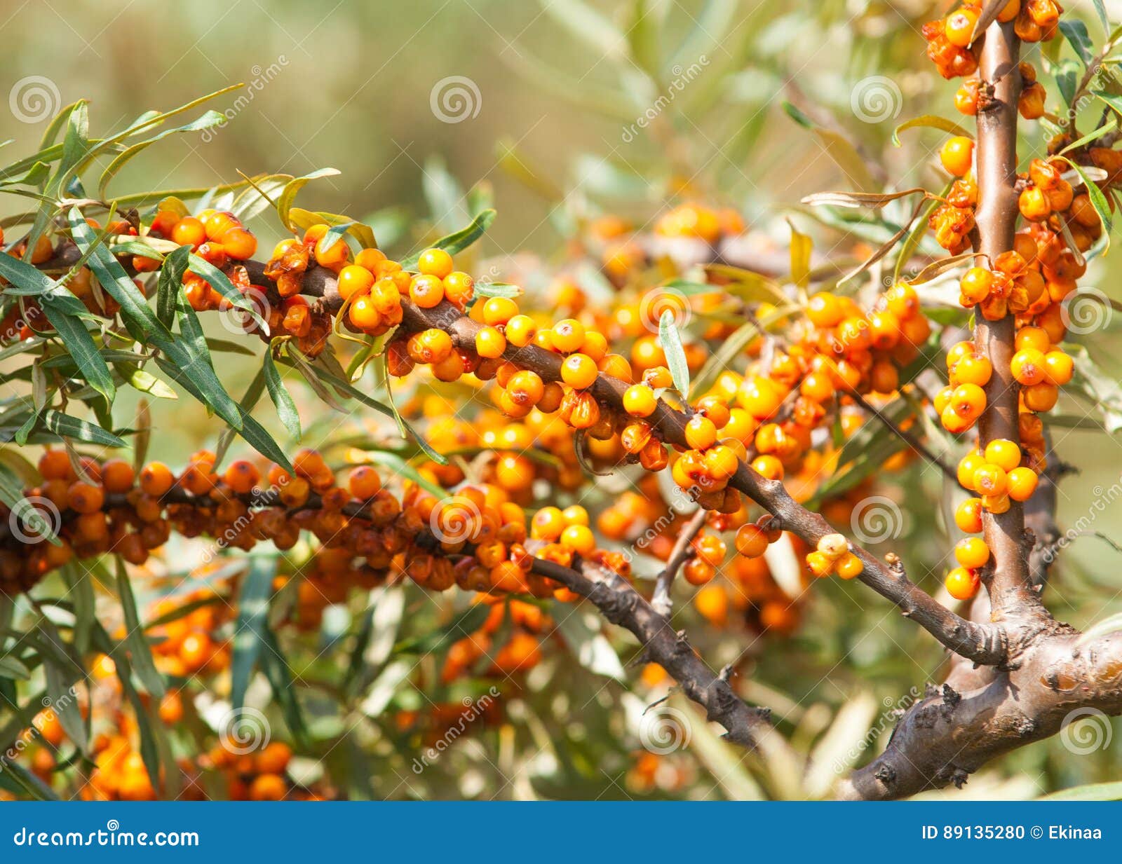 Сбор облепихи заработок. Песня в облепиховом саду золотая ягода. Облепиха иня. Актриса из клипа клубника-облепиха. Песня в облепиховом саду золотая ягода.