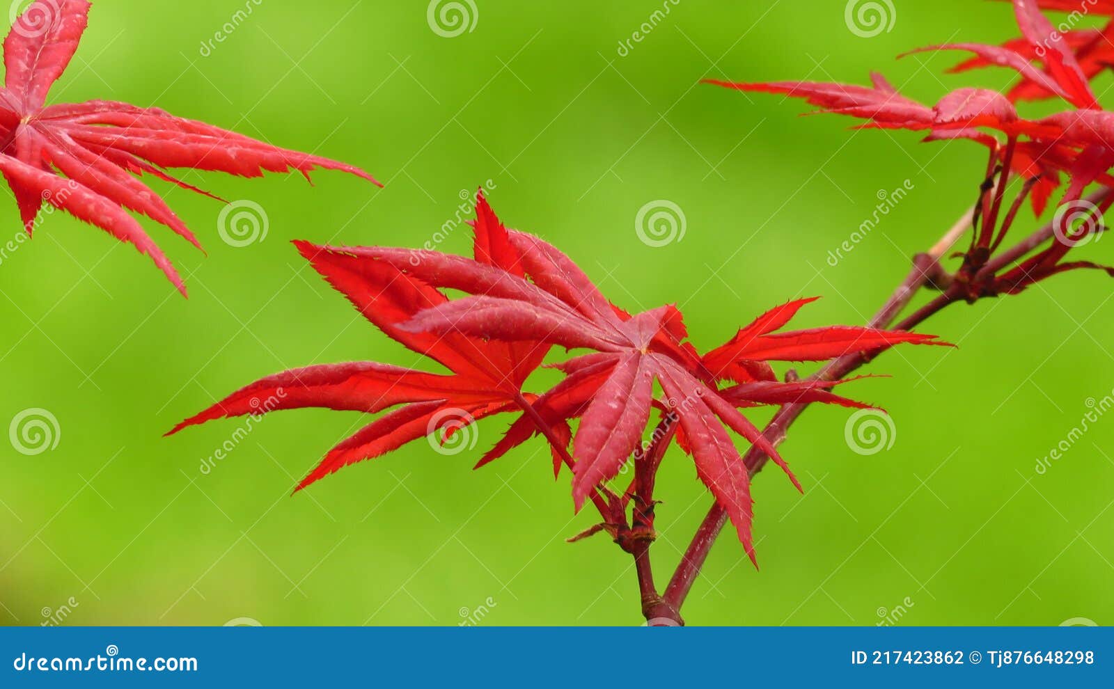 японский клен. красное японское кленовое дерево на ярко-зеленом фоне обои.  акер пальматум атролине Стоковое Фото - изображение насчитывающей обои,  японско: 217423862