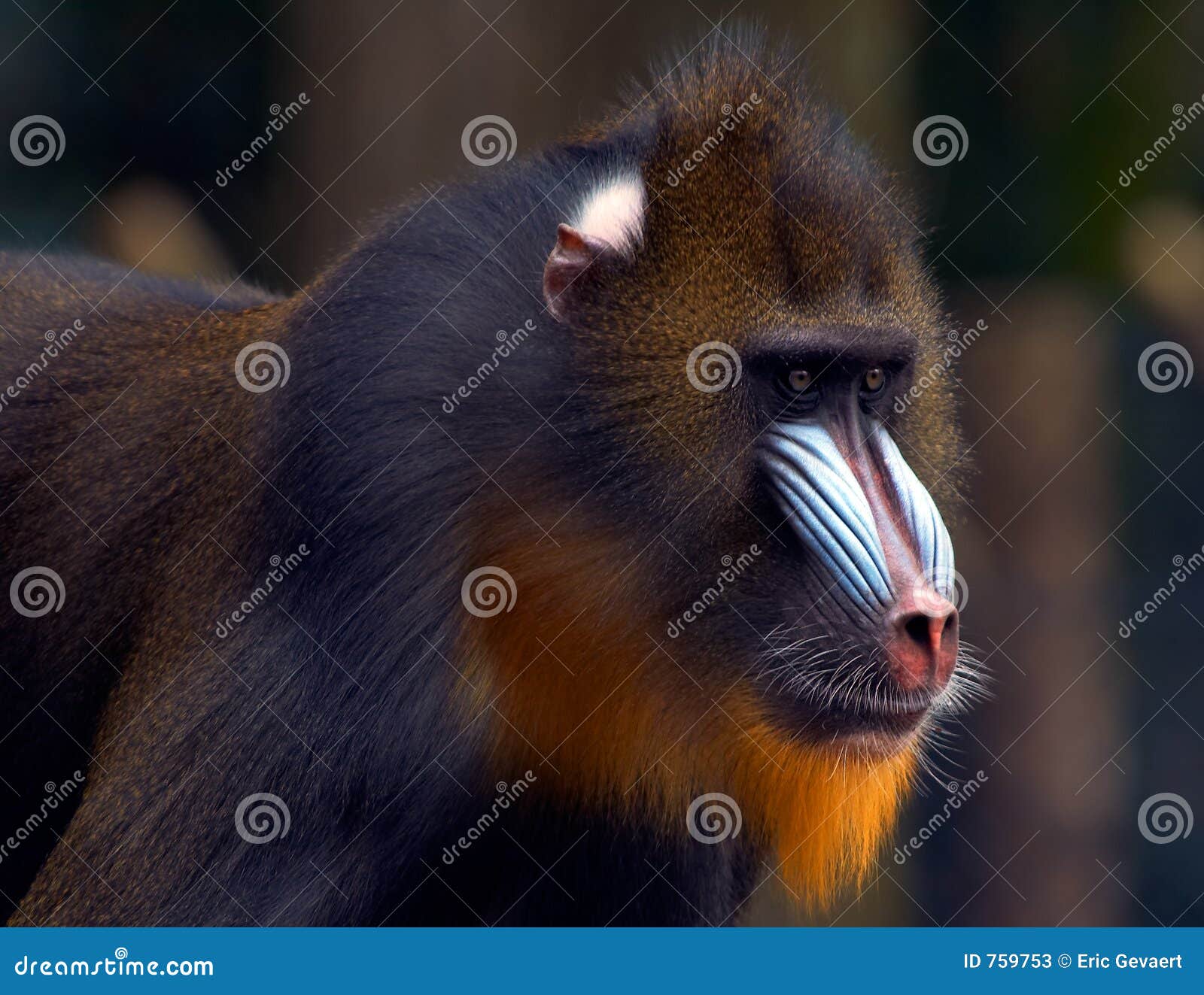 яркая обезьяна цветов стоковое изображение. изображение насчитывающей  примат - 759753