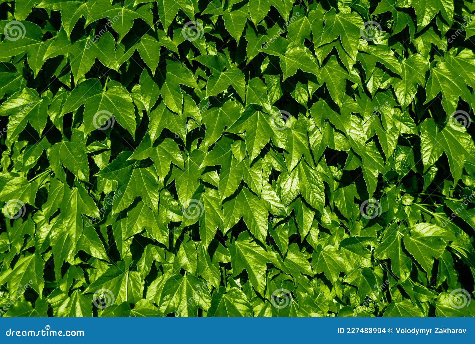 ярко-зеленая текстура стены плюща. Hedera Helix свежая блестящая пышная листва. фон Стоковое Фото - изображение насчитывающей вечнозеленый, экологичность: 227488904