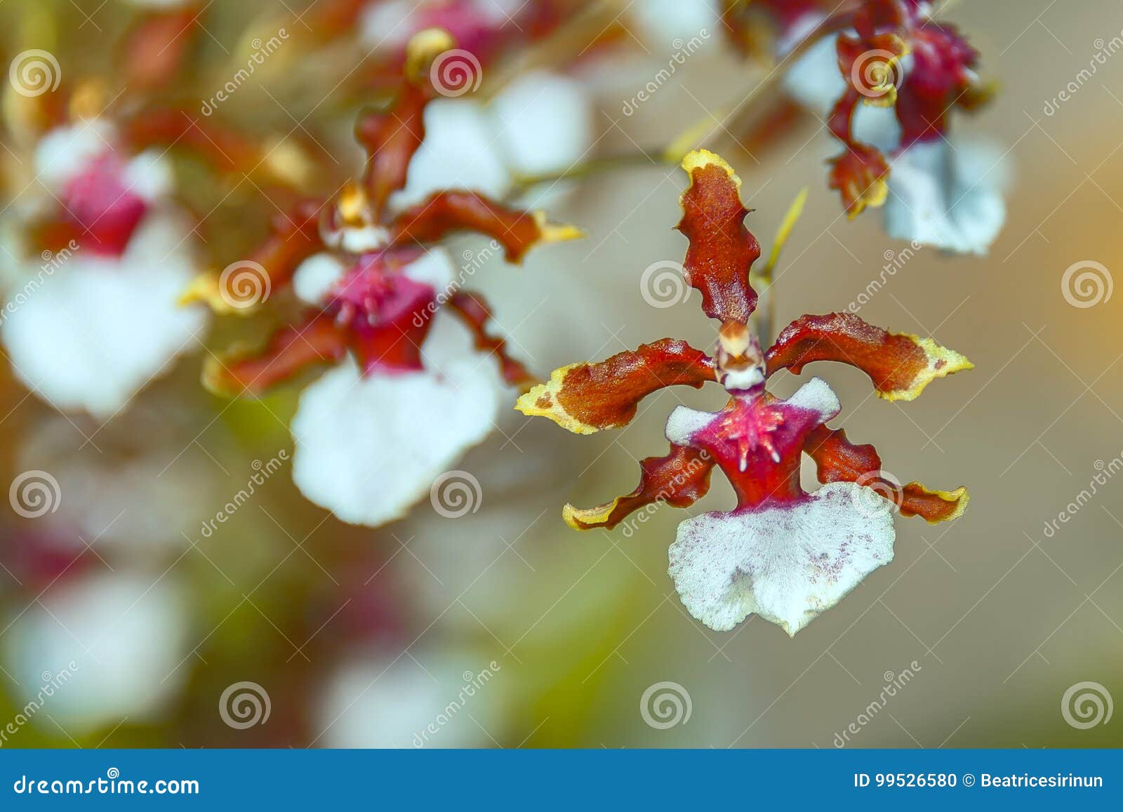 Â€ ESTRANHO Da ORQUÍDEA “a Orquídea Da Bailarina Foto de Stock - Imagem de  vermelho, pétalas: 99526580