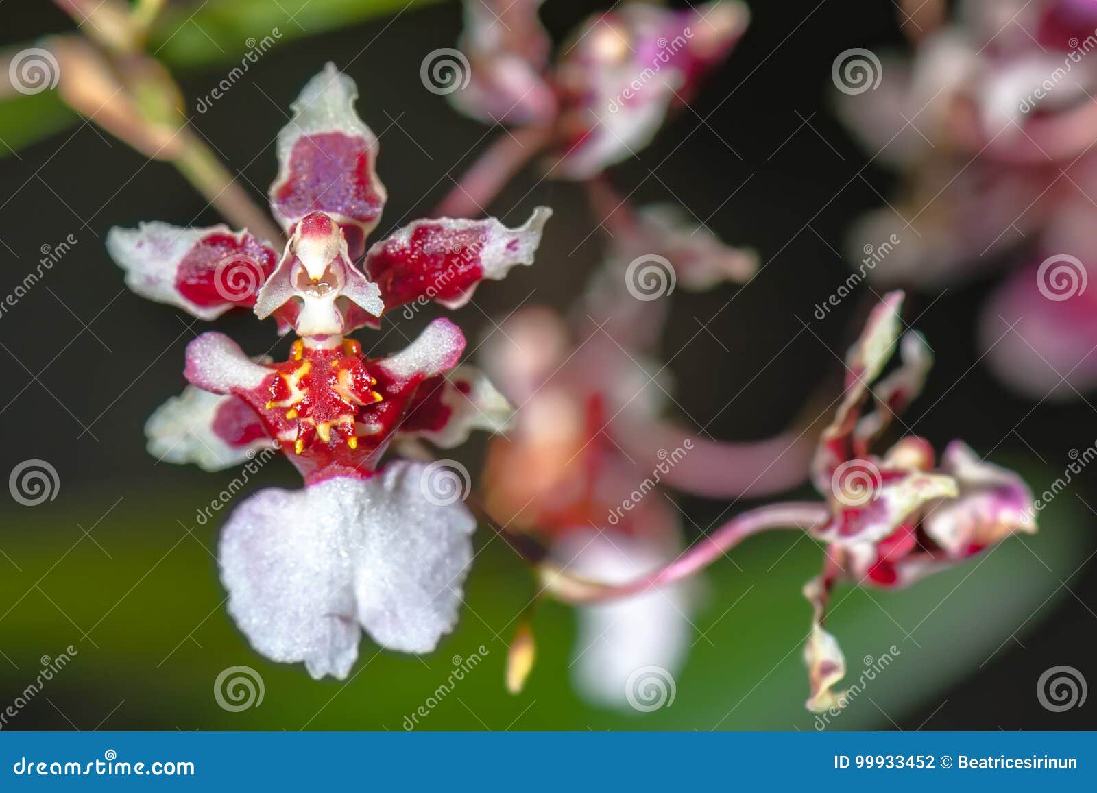 Â€ ESTRANHO Da ORQUÍDEA “a Orquídea Da Bailarina Foto de Stock - Imagem de  botânica, cultive: 99933452