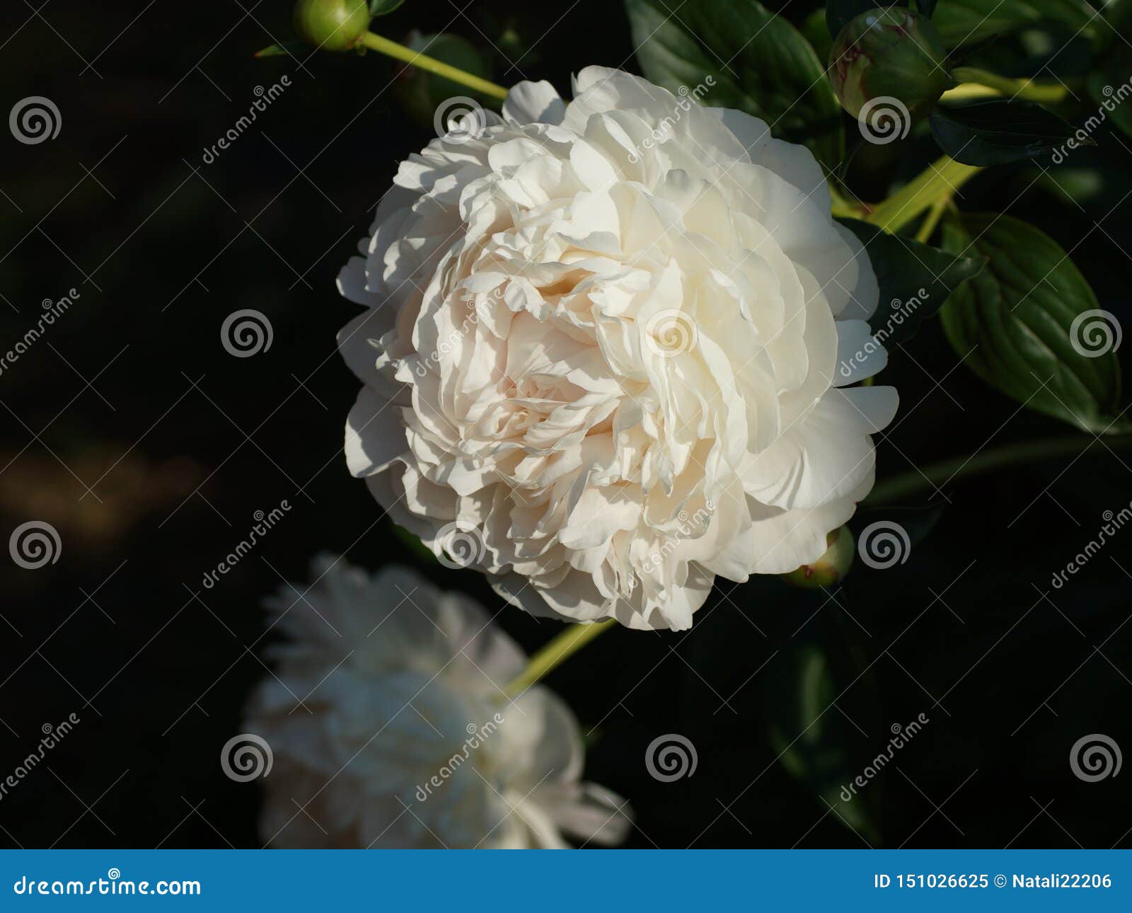牡丹 科琳 韦尔桑 白芍花芍药或普通牡丹库存图片 图片包括有植物群 招标 庭院 夏天 牡丹 科琳 韦尔桑 白芍花芍药或普通牡丹库存图片 图片包括有植物群 招标 庭院 夏天