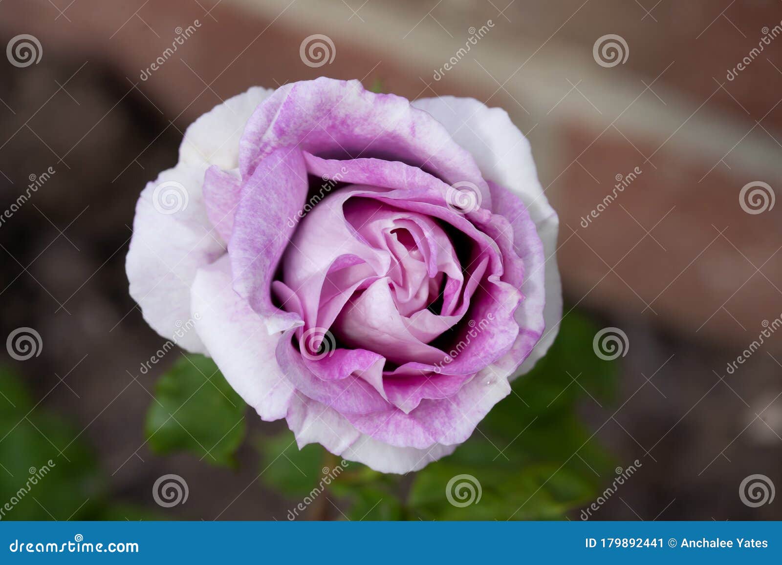 玫瑰的花眼 英国花园中绽放的紫色玫瑰花 含雨的紫色玫瑰 丁香 或 紫色与粉色 库存图片 图片包括有字符串 开花的 玫瑰的花眼 英国花园中绽放的紫色玫瑰花 含雨的紫色玫瑰 丁香 或 紫色与粉色 库存图片 图片包括有字符串 开花的