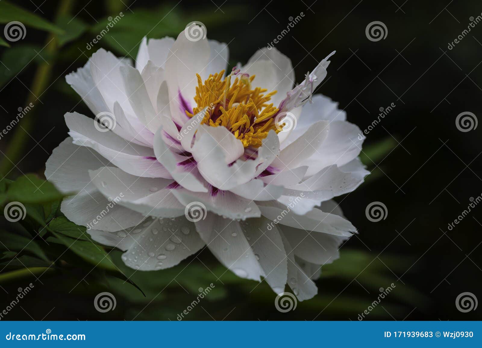 白牡丹花 特写库存图片 图片包括有橙色 红色 丁香 宏指令 粉红色 紫色 开花的 白牡丹花 特写库存图片 图片包括有橙色 红色 丁香 宏指令 粉红色 紫色 开花的