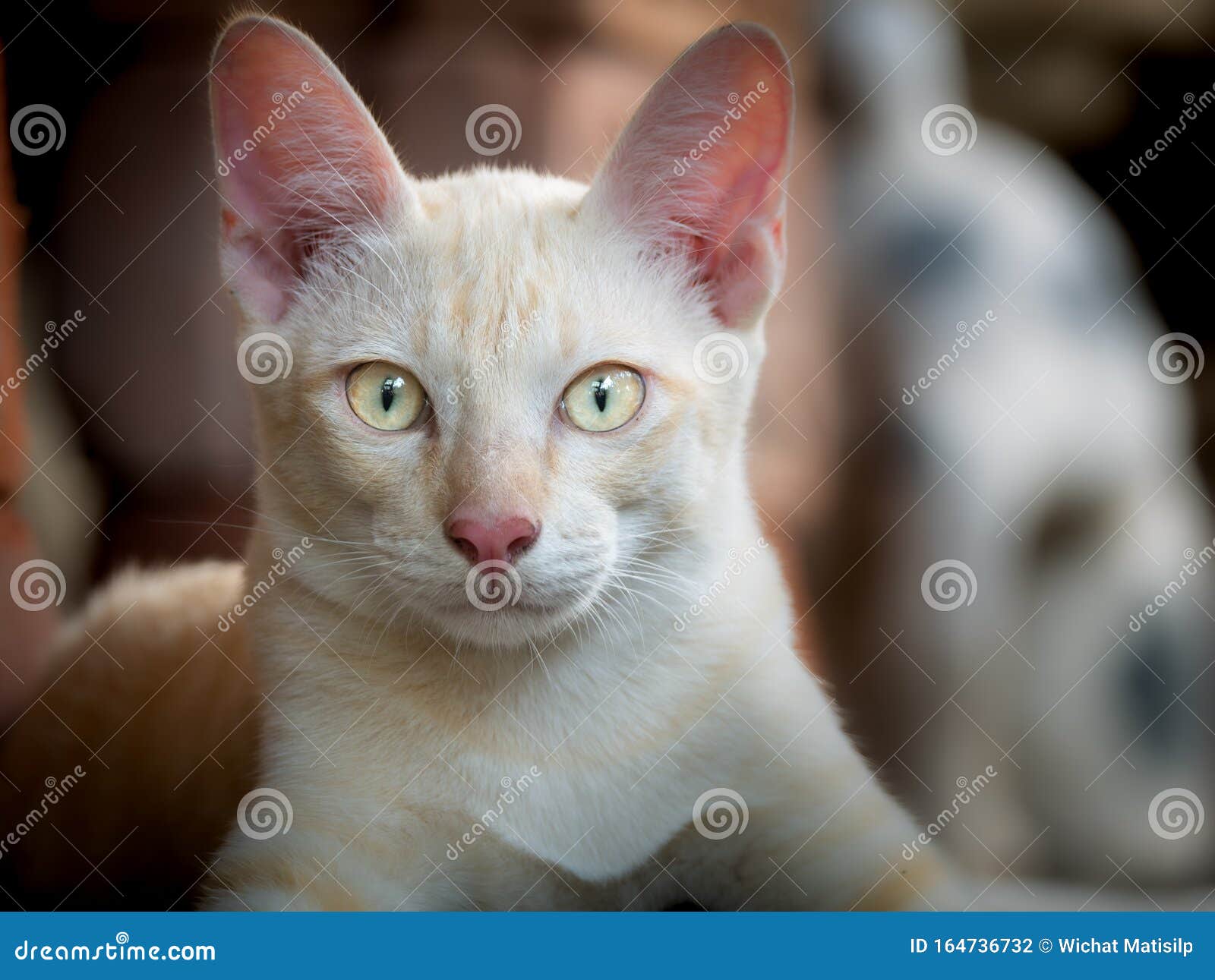 白黄猫 库存照片 图片包括有毛皮 埋怨的 交配动物者 位于 小猫 背包 蜘蛛网 关闭 白黄猫 库存照片 图片包括有毛皮 埋怨的 交配动物者 位于 小猫 背包 蜘蛛网 关闭