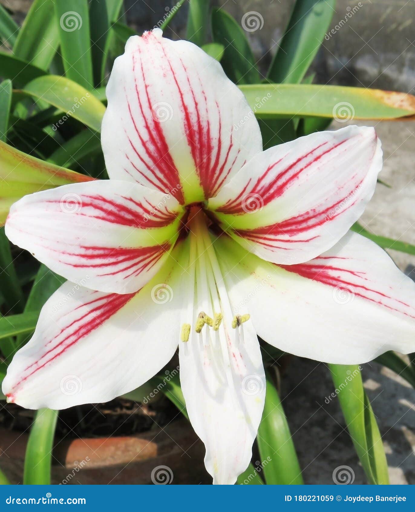 百合花 库存图片 图片包括有增长 生气勃勃 植物群 庭院 开花 绽放 阿诺德 叶子