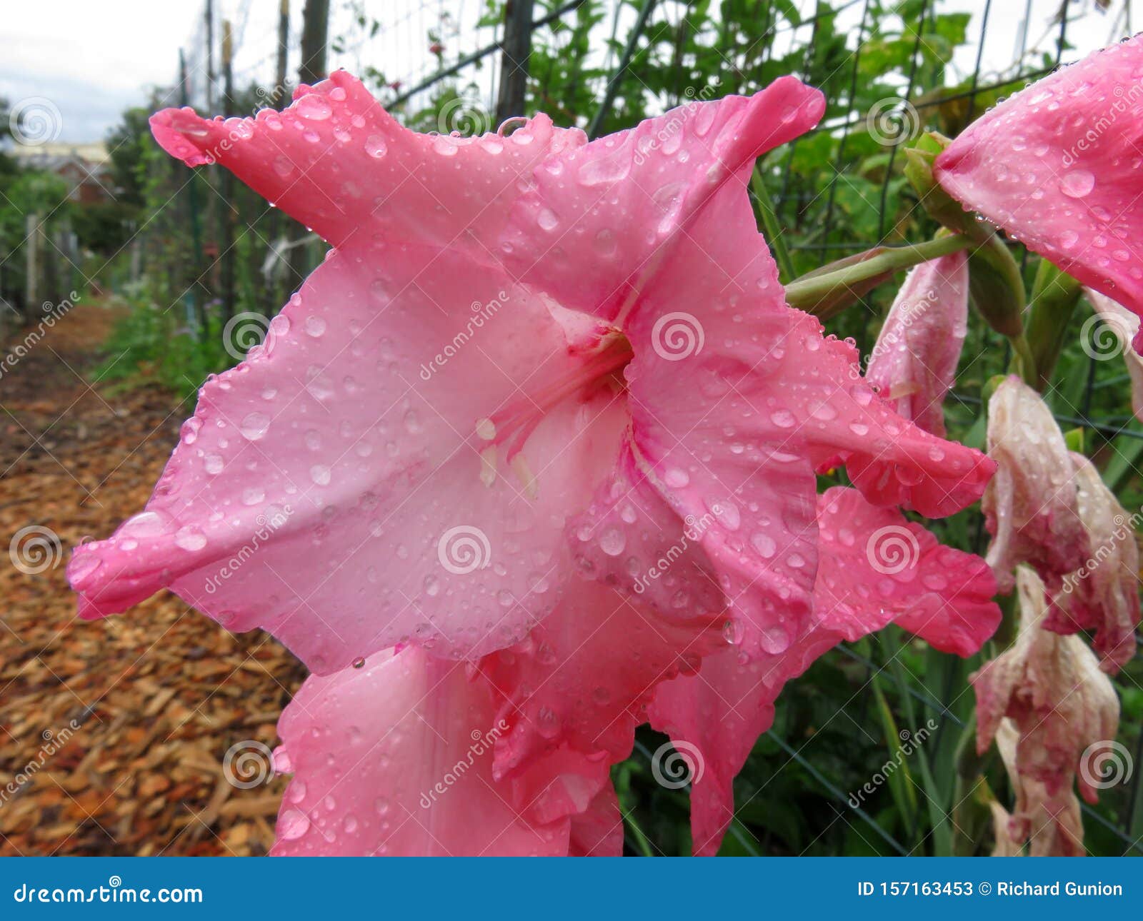 雨后春花 库存图片 图片包括有绿色 花瓣 粉红色 划分为 本质 夏天 威严的 风暴