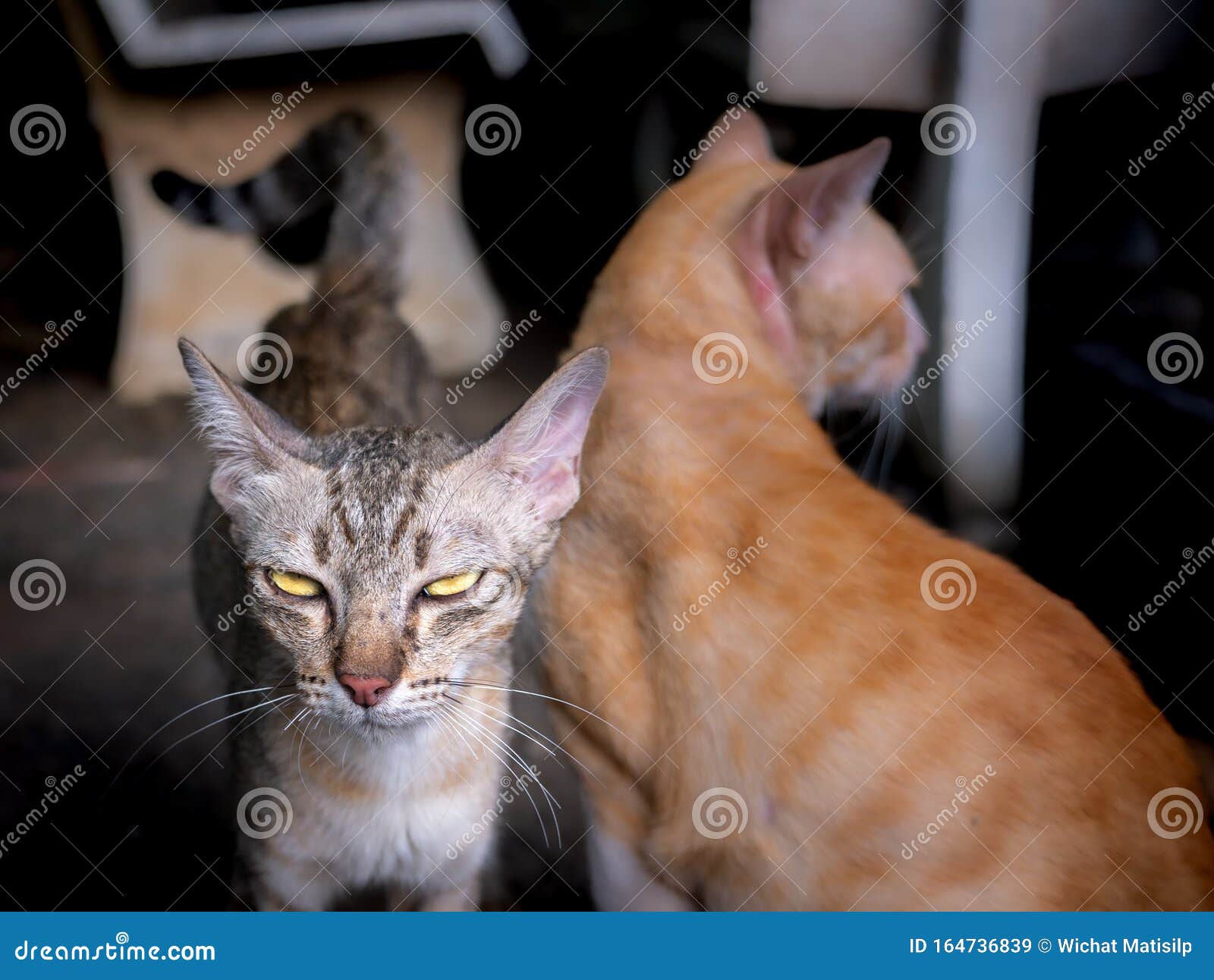 黄猫旁的黄眼猫 库存图片 图片包括有 黄猫旁的黄眼猫