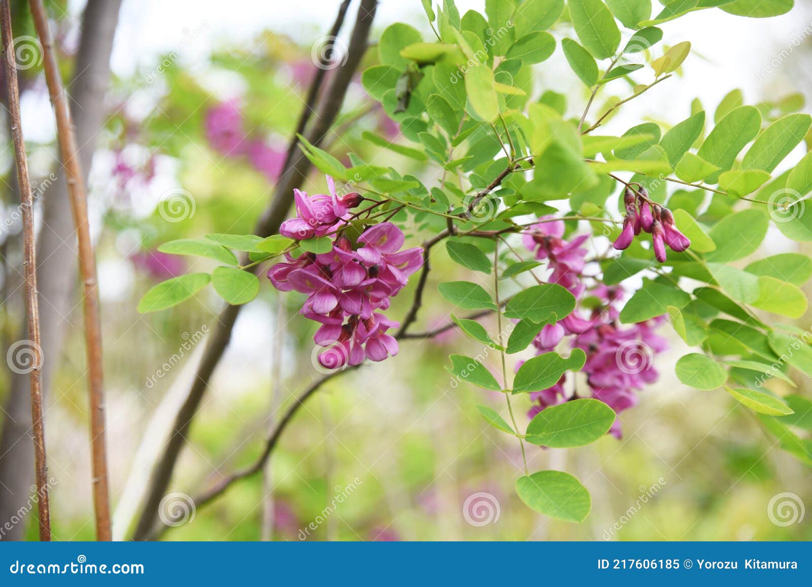 イナゴの木ロビニア擬似アカシアピンクの花 Stock Image Image Of Foliage