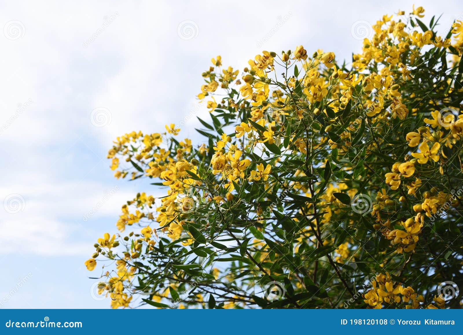 セナコリモサバターカップブッシュの花 Stock Photo Image Of Bushes Nature
