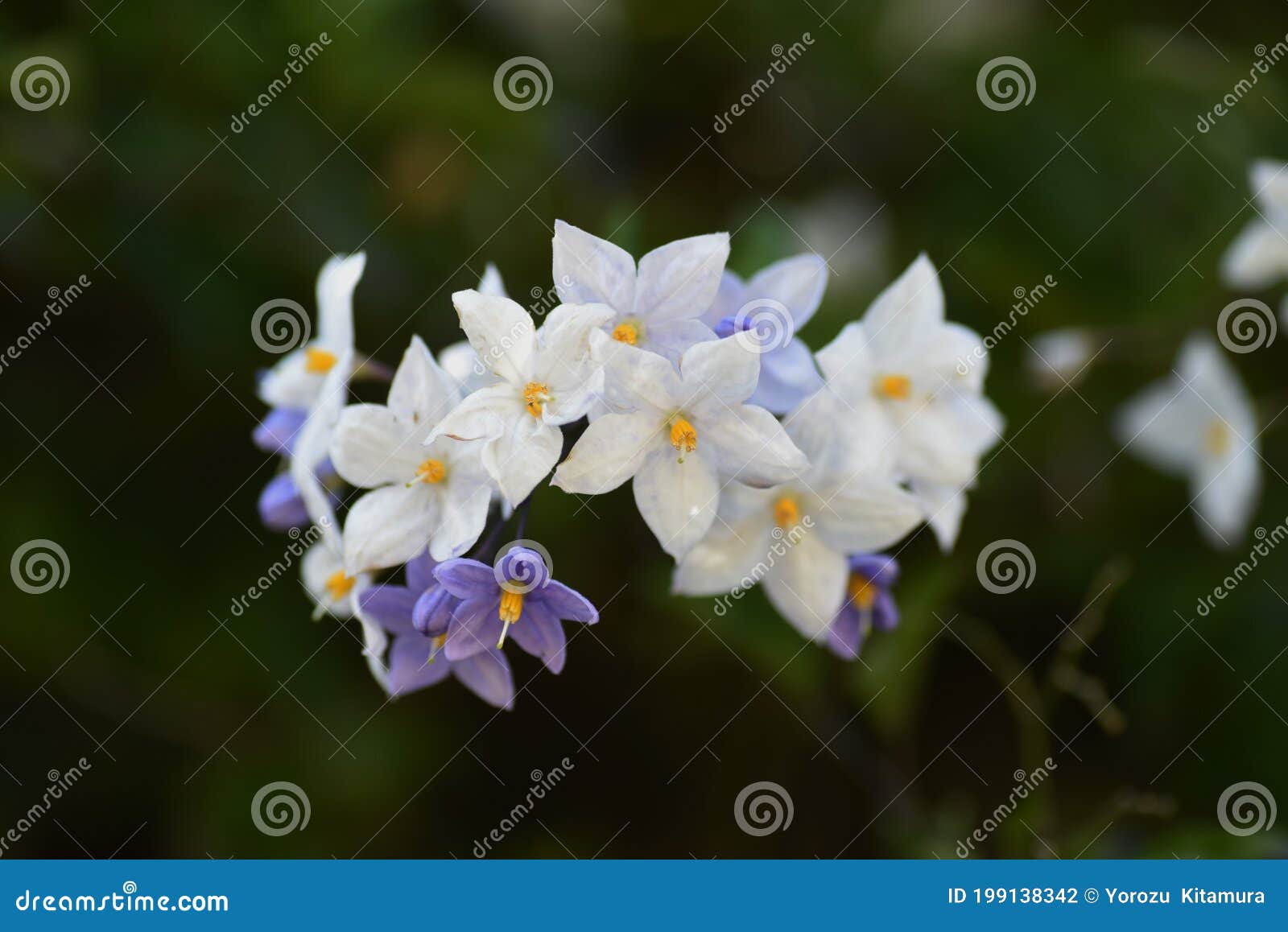 ソラナム ジャスミンノイドの花 Stock Photo Image Of Jasmin Closeup