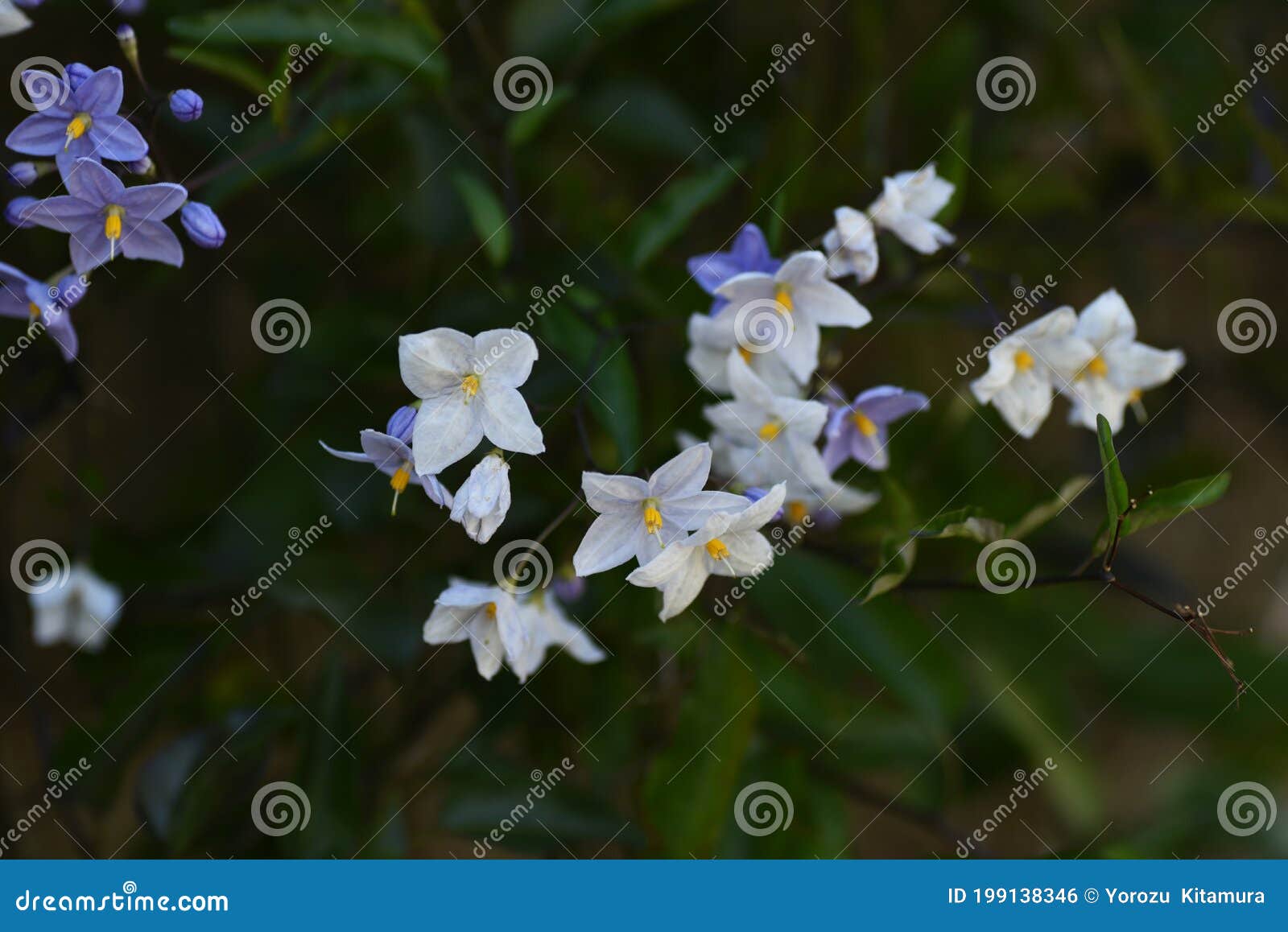 ソラナム ジャスミンノイドの花 Stock Photo Image Of Bloom Kanagawa