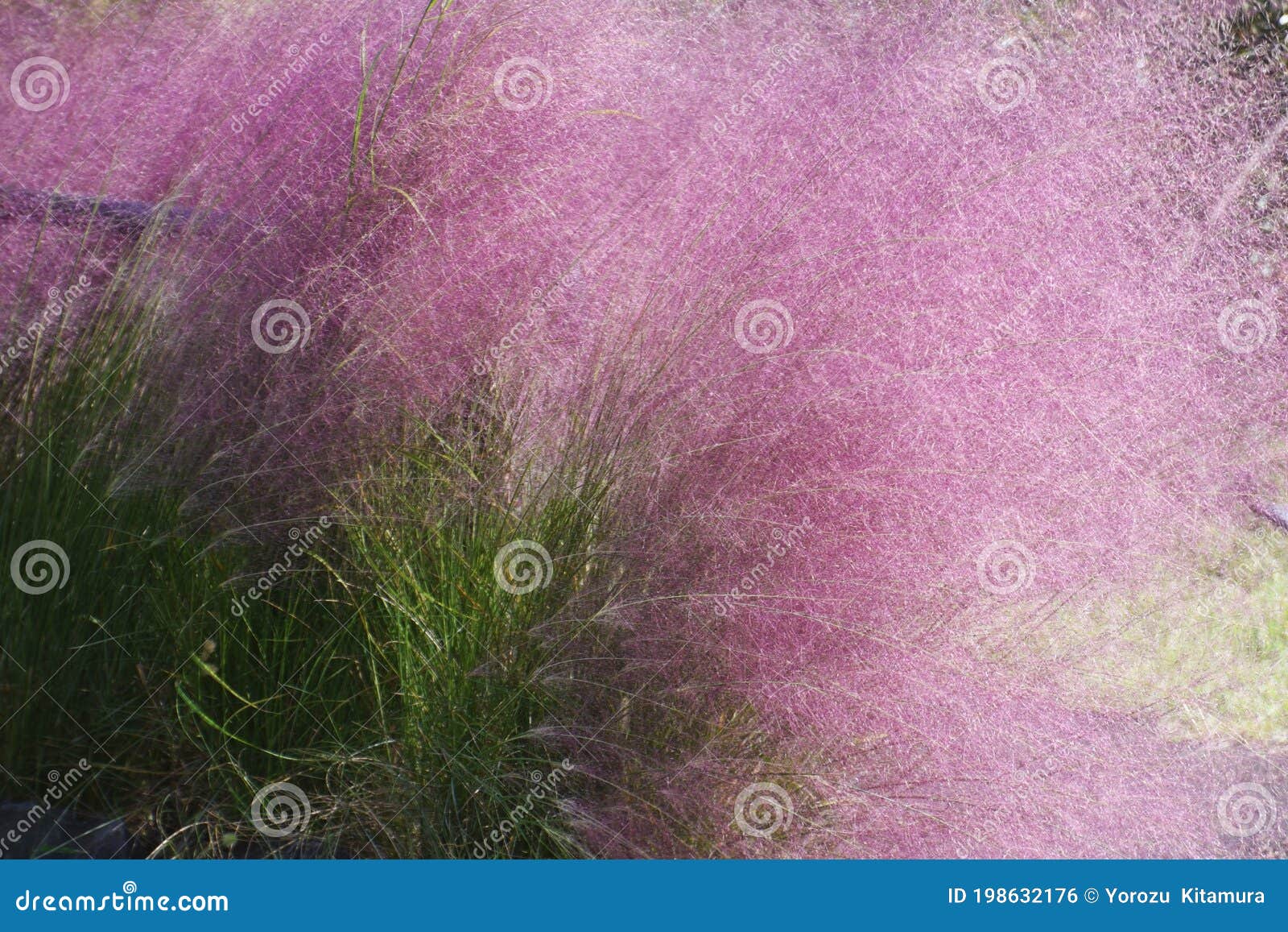 ミューレンベリア毛細血管 Stock Photo Image Of Hair Detail Blooming