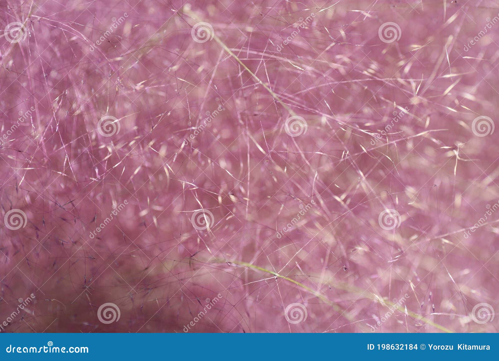 ミューレンベリア毛細血管 Stock Photo Image Of Evergreen Ornamental