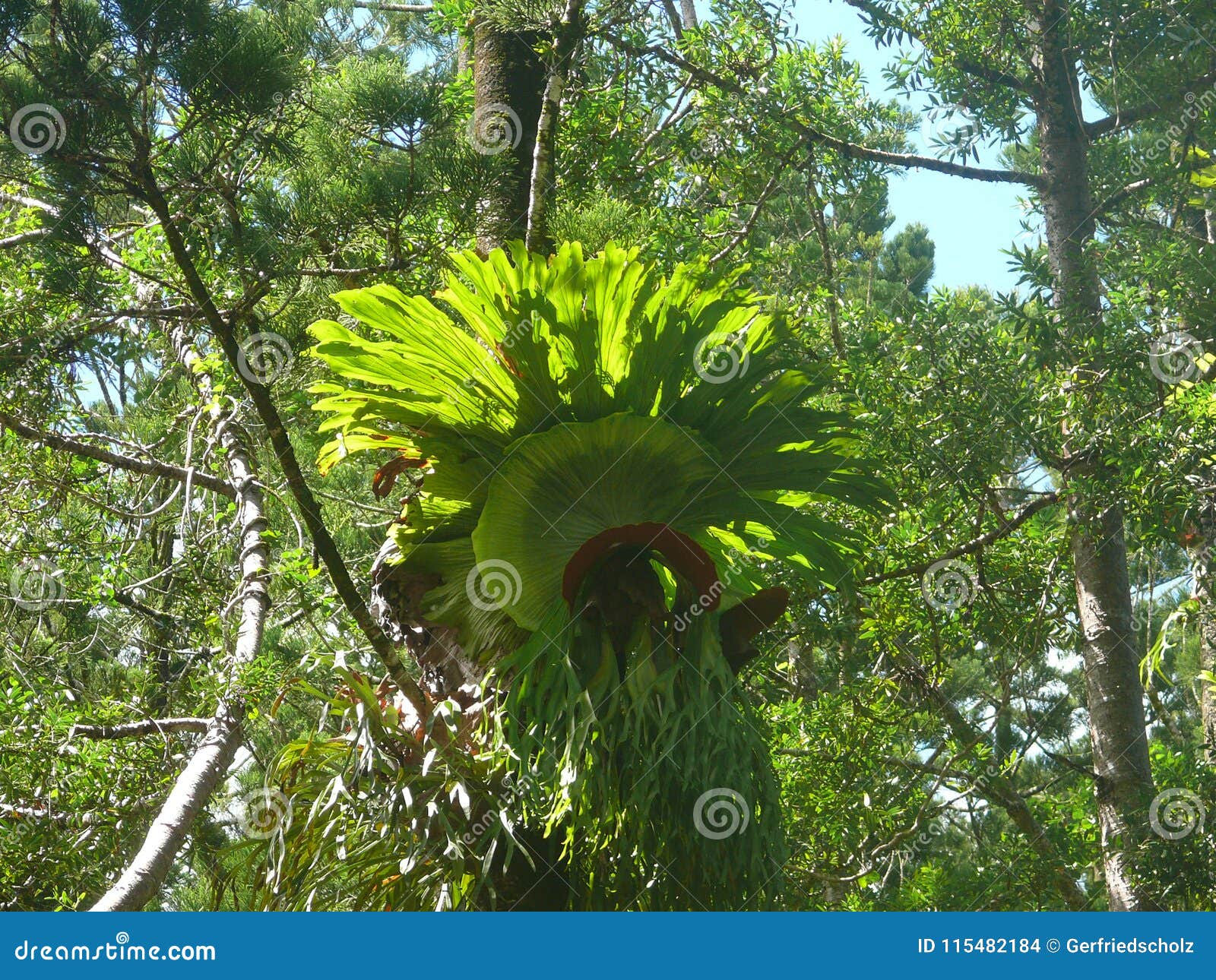一个树干的寄生植物在背后照明库存照片 图片包括有自然 叶子 阳光 室外 绿色 颜色 空间