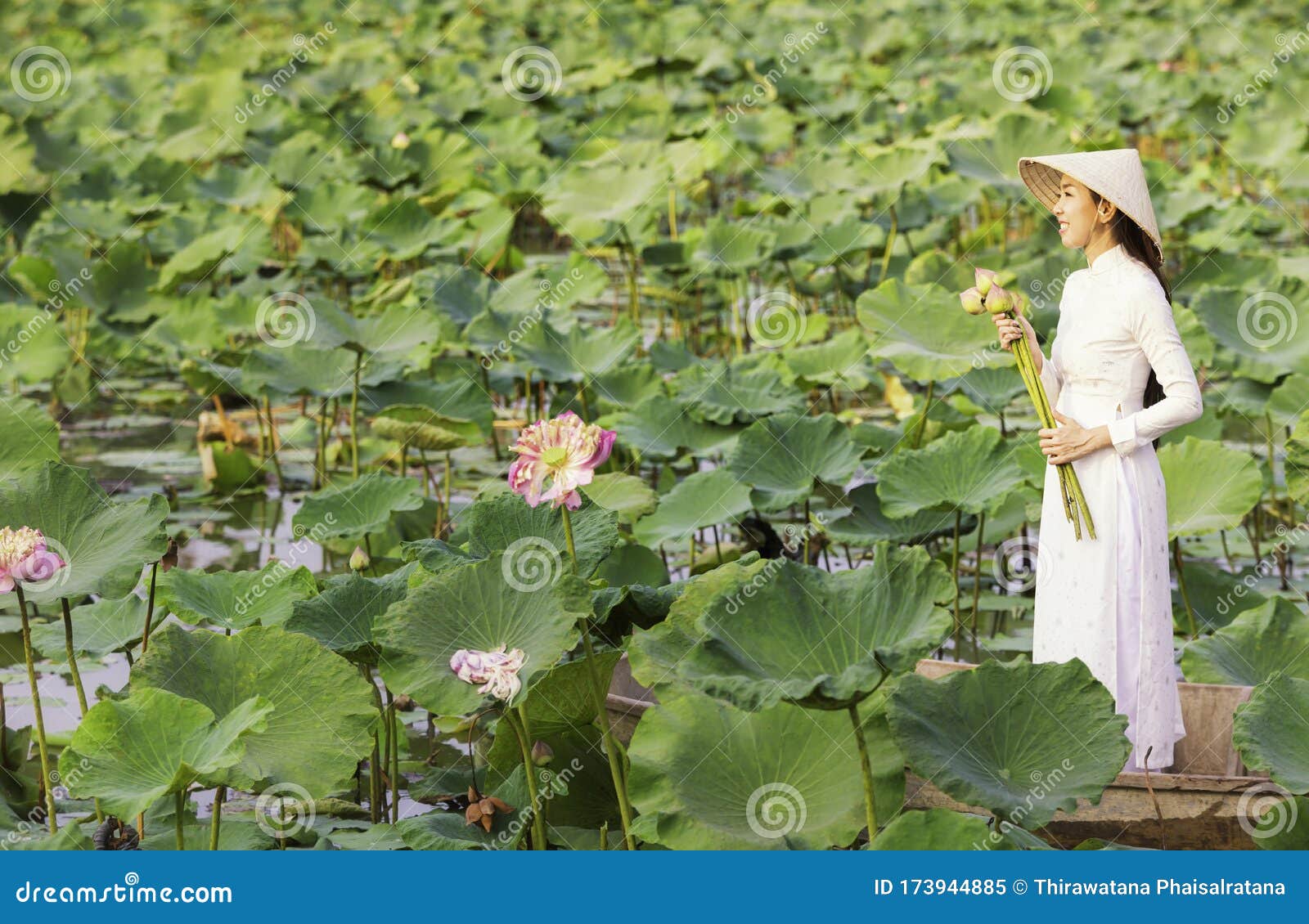 一位越南妇女坐在木船上 收集粉色的莲花在湖泊上划船的女人收获睡莲库存图片 图片包括有夏天 夫人