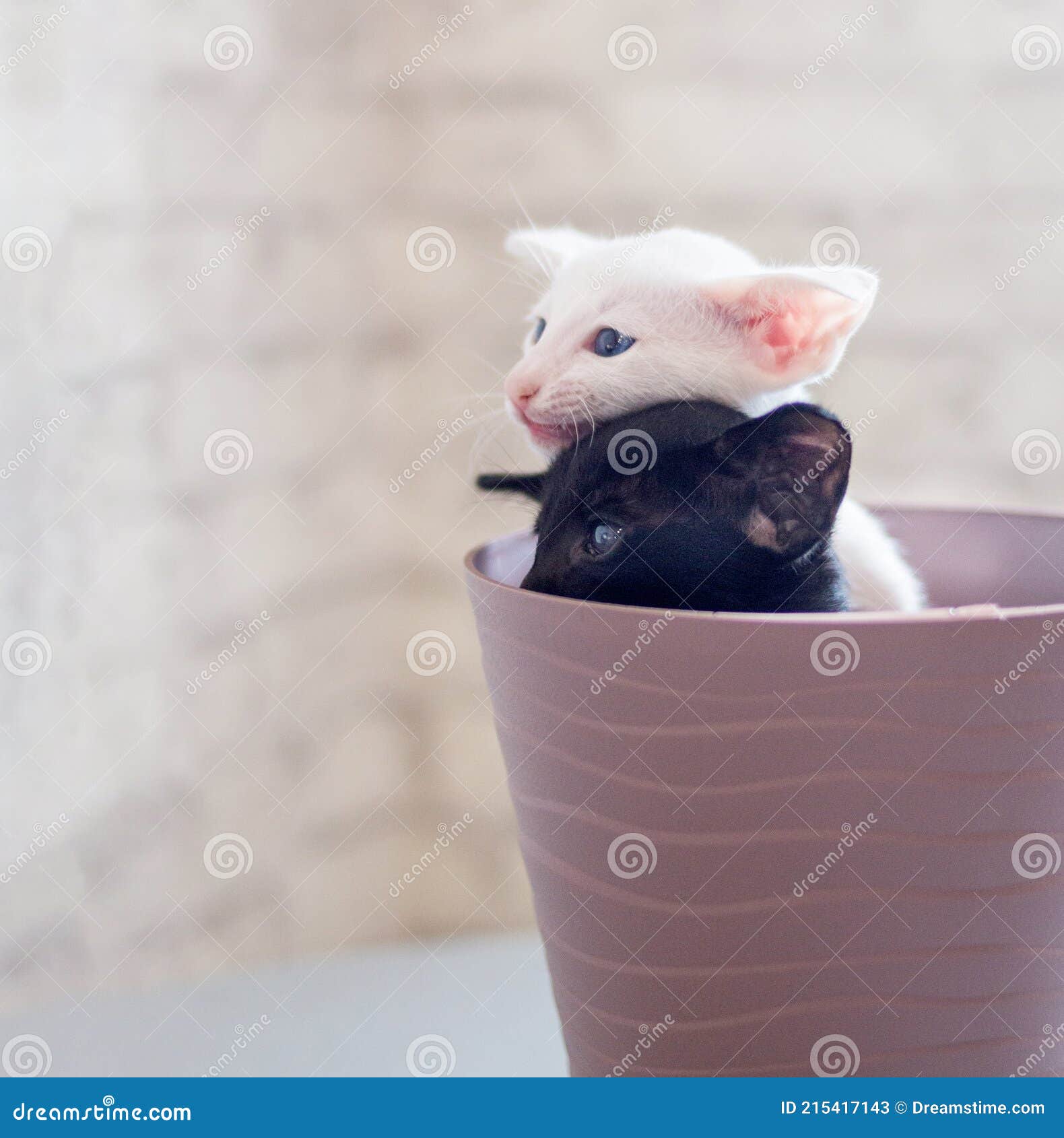 一只可爱的小猫坐在花盆里 库存图片 图片包括有逗人喜爱 背包 乐趣 敬慕 宠物 花盆 一只可爱的小猫坐在花盆里 库存图片 图片包括有逗人喜爱 背包 乐趣 敬慕 宠物 花盆
