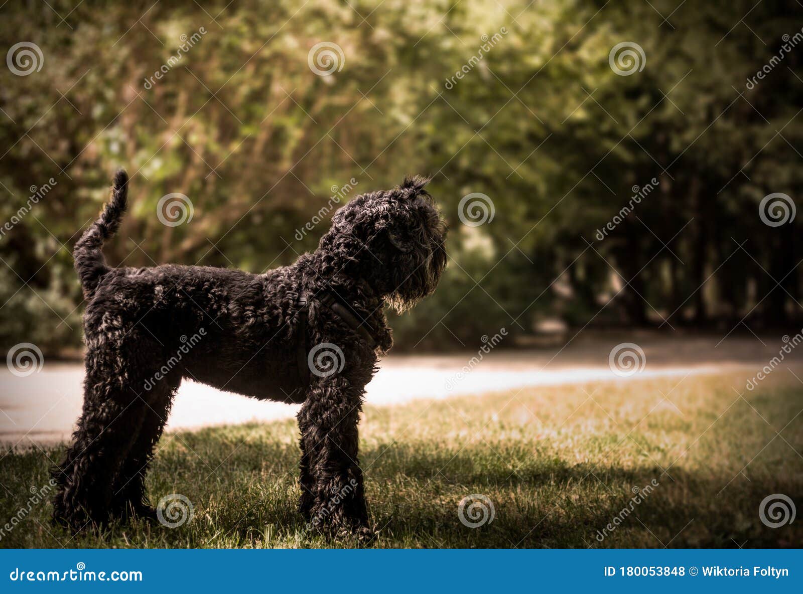 一只巨大的黑色俄罗斯梗犬库存照片 图片包括有一只巨大的黑色俄罗斯梗犬