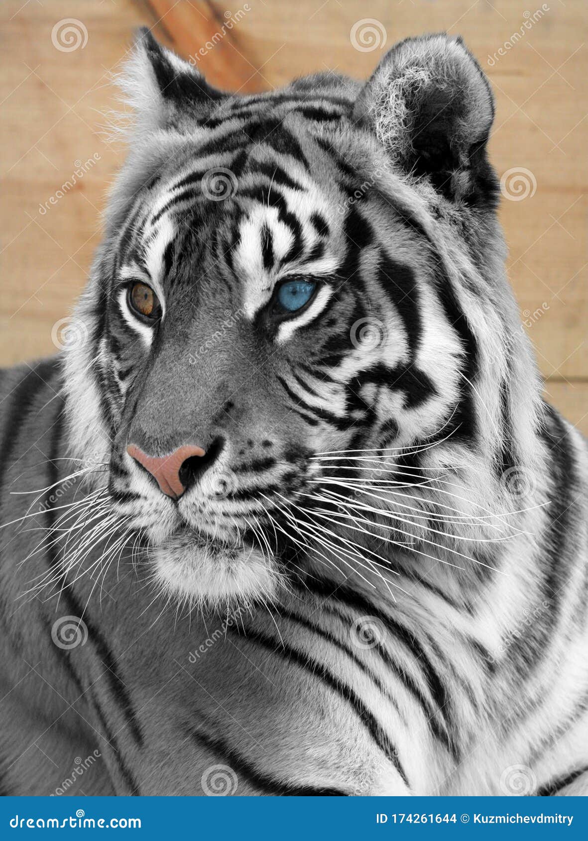 一只漂亮白虎的脸库存照片 图片包括有狩猎 老虎 颊须 通配 查出 野生生物 橙色 一个