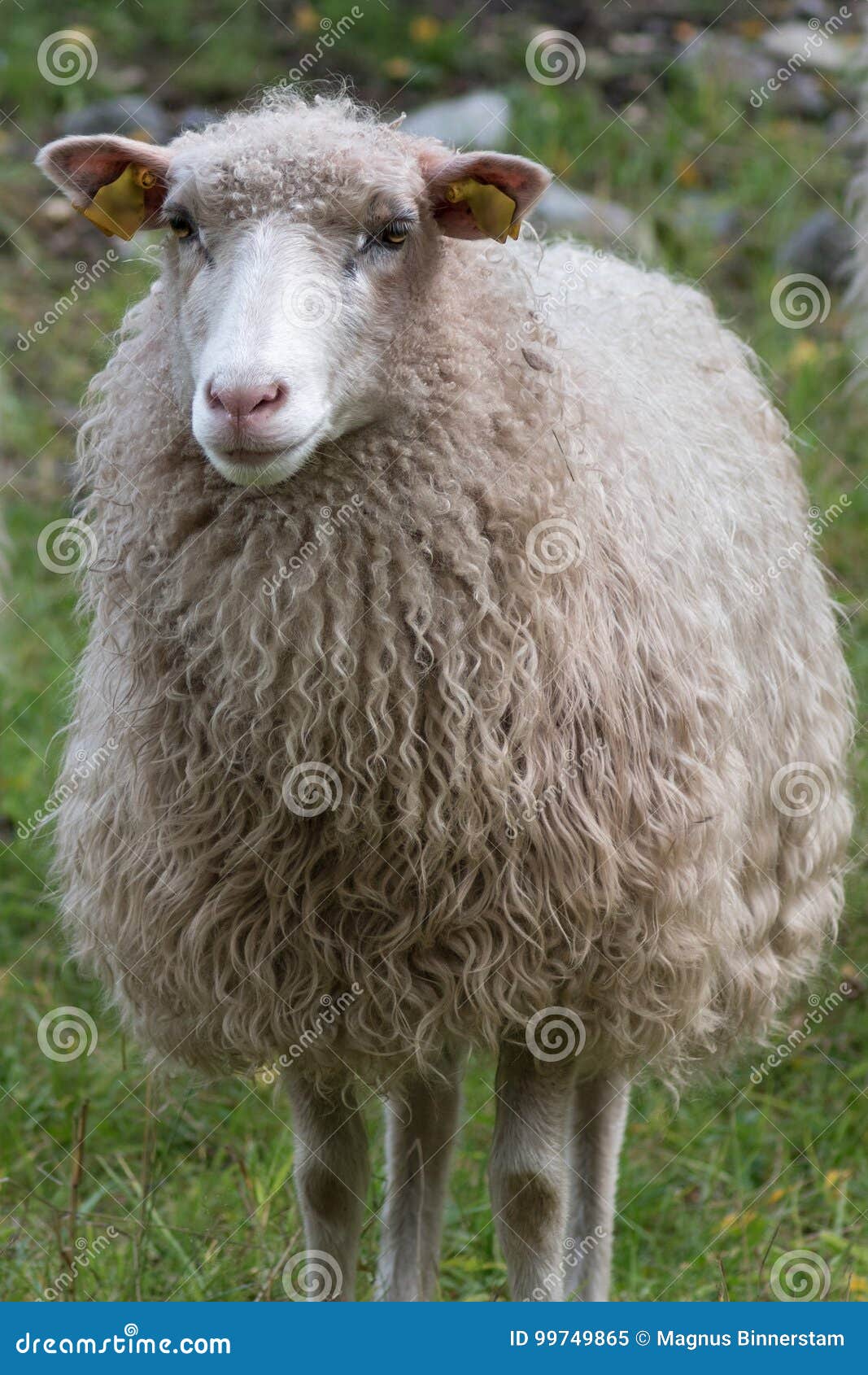 一只白羊的正面图特写镜头库存图片 图片包括有空白 特写镜头 非常 毛茸 绵羊 瑞典 唯一