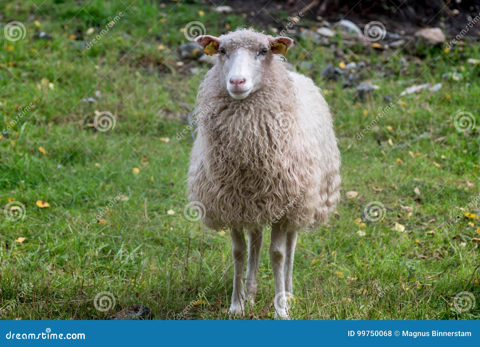 一只白羊的正面图库存照片 图片包括有前面 背包 毛茸 唯一 瑞典语 女性 长期 瑞典