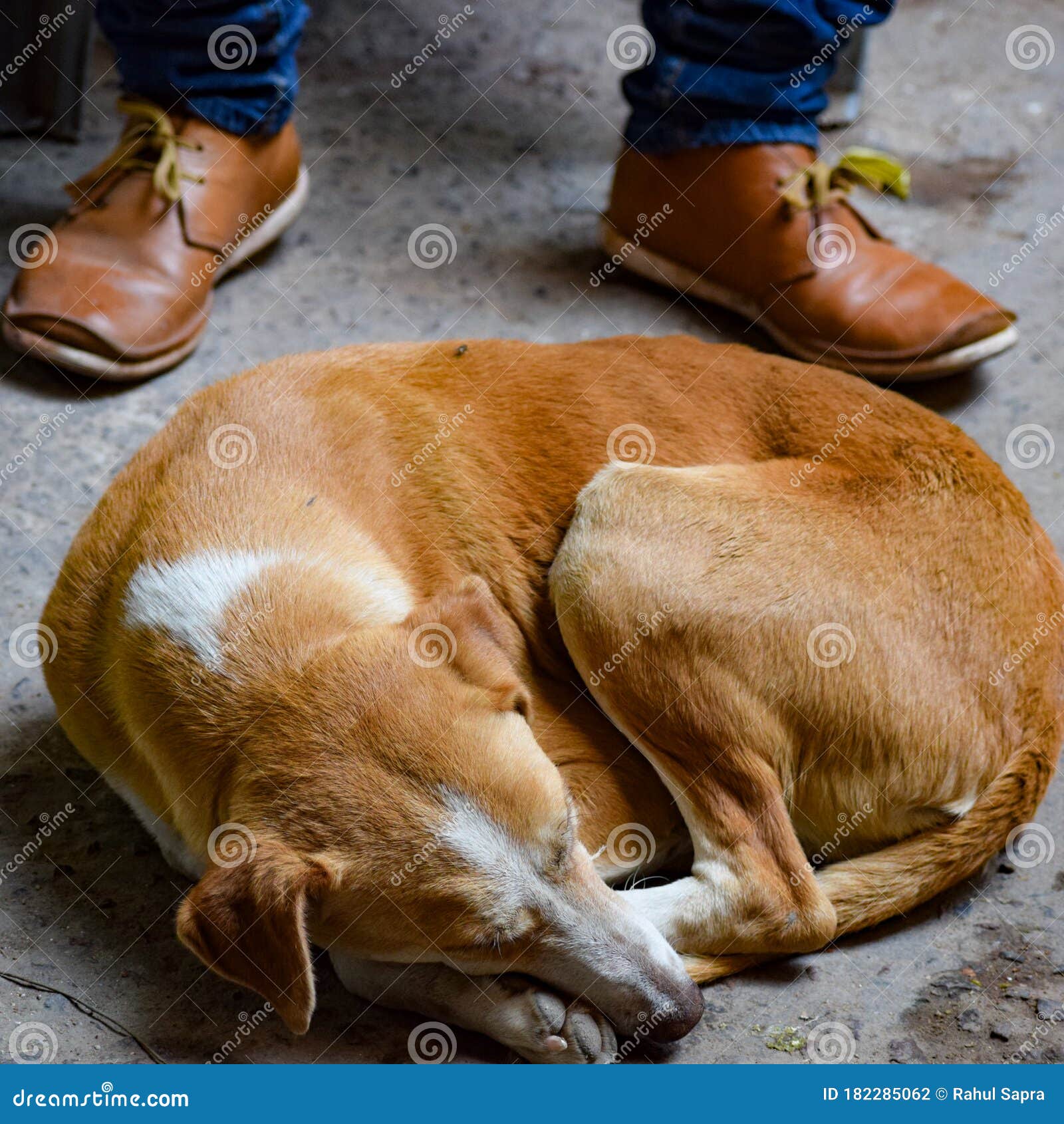 一只耳朵折的伤心街犬狗在外面微笑无家可归的混血狗在等新主人库存照片 图片包括有无家可归的混血狗在等新主人 狗在外面微笑